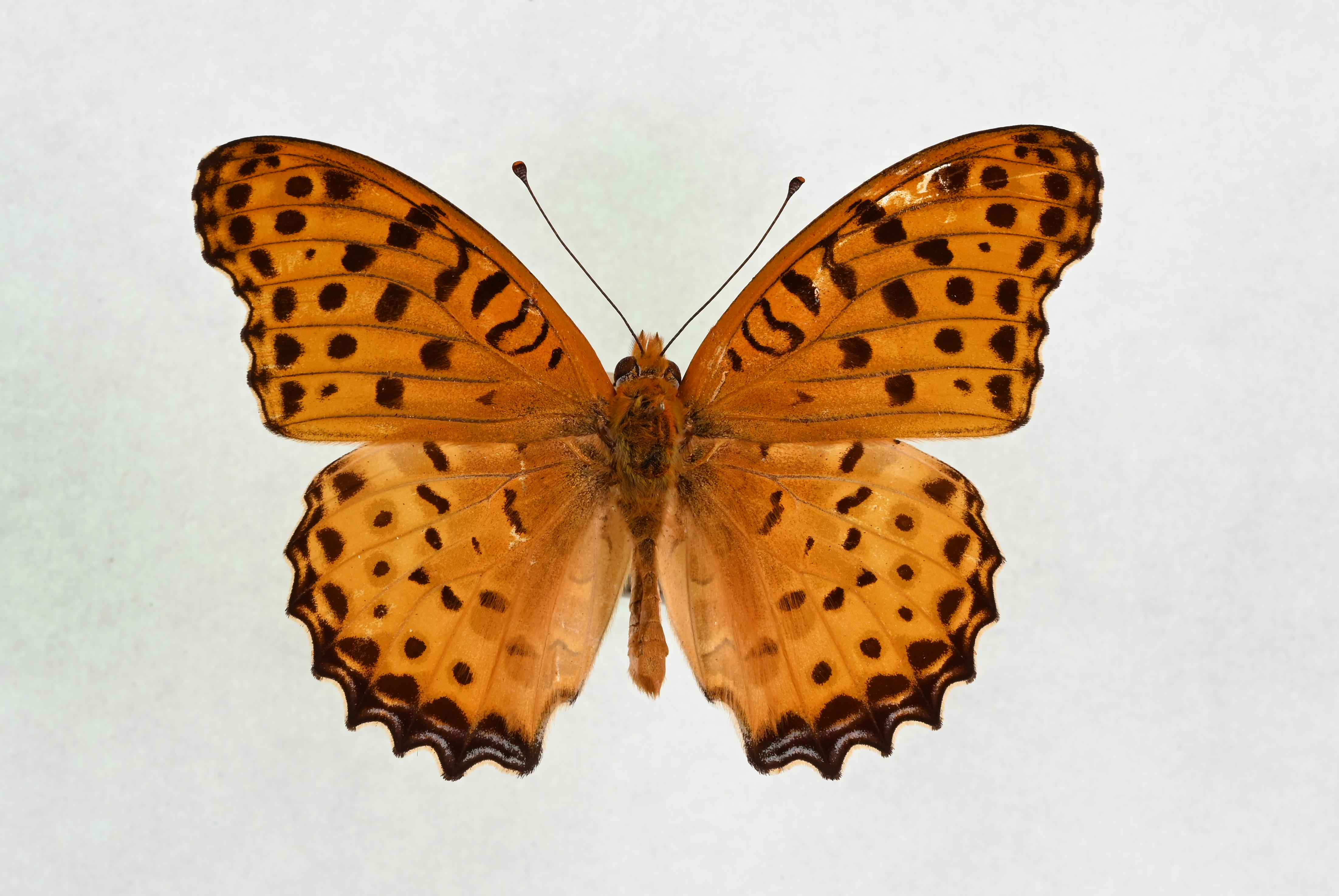 画像：ツマグロヒョウモン