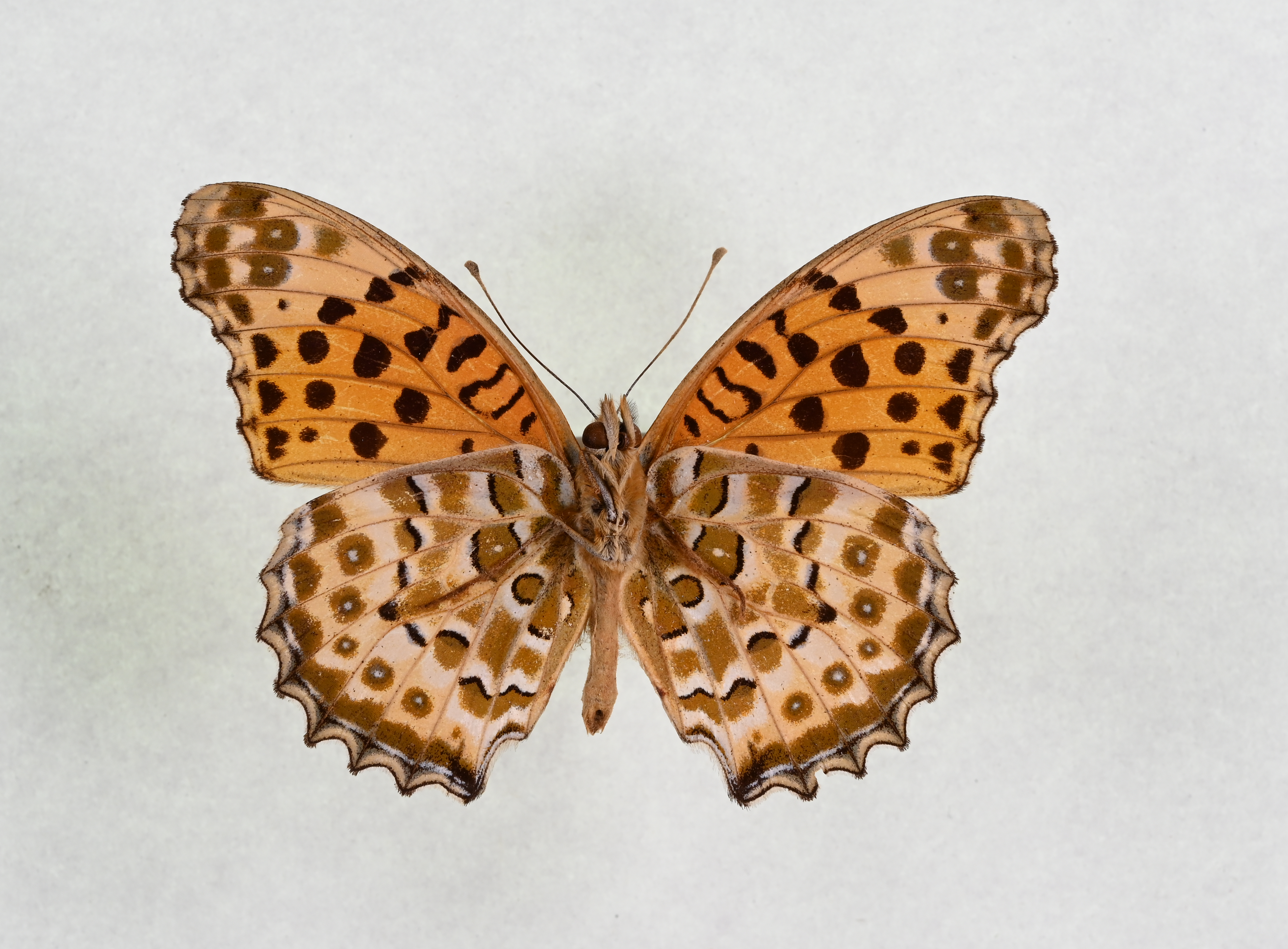 画像：ツマグロヒョウモン