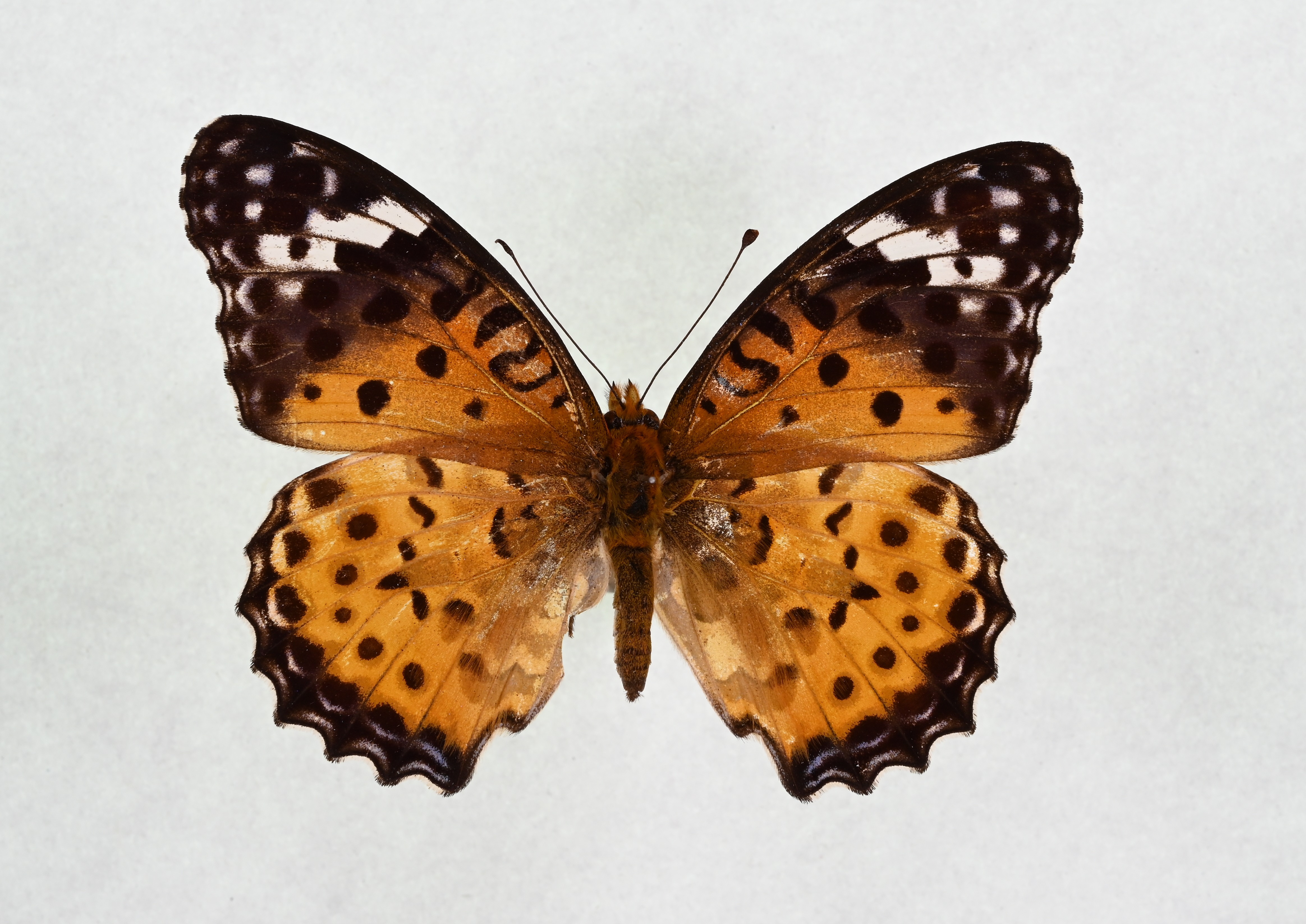 画像：ツマグロヒョウモン