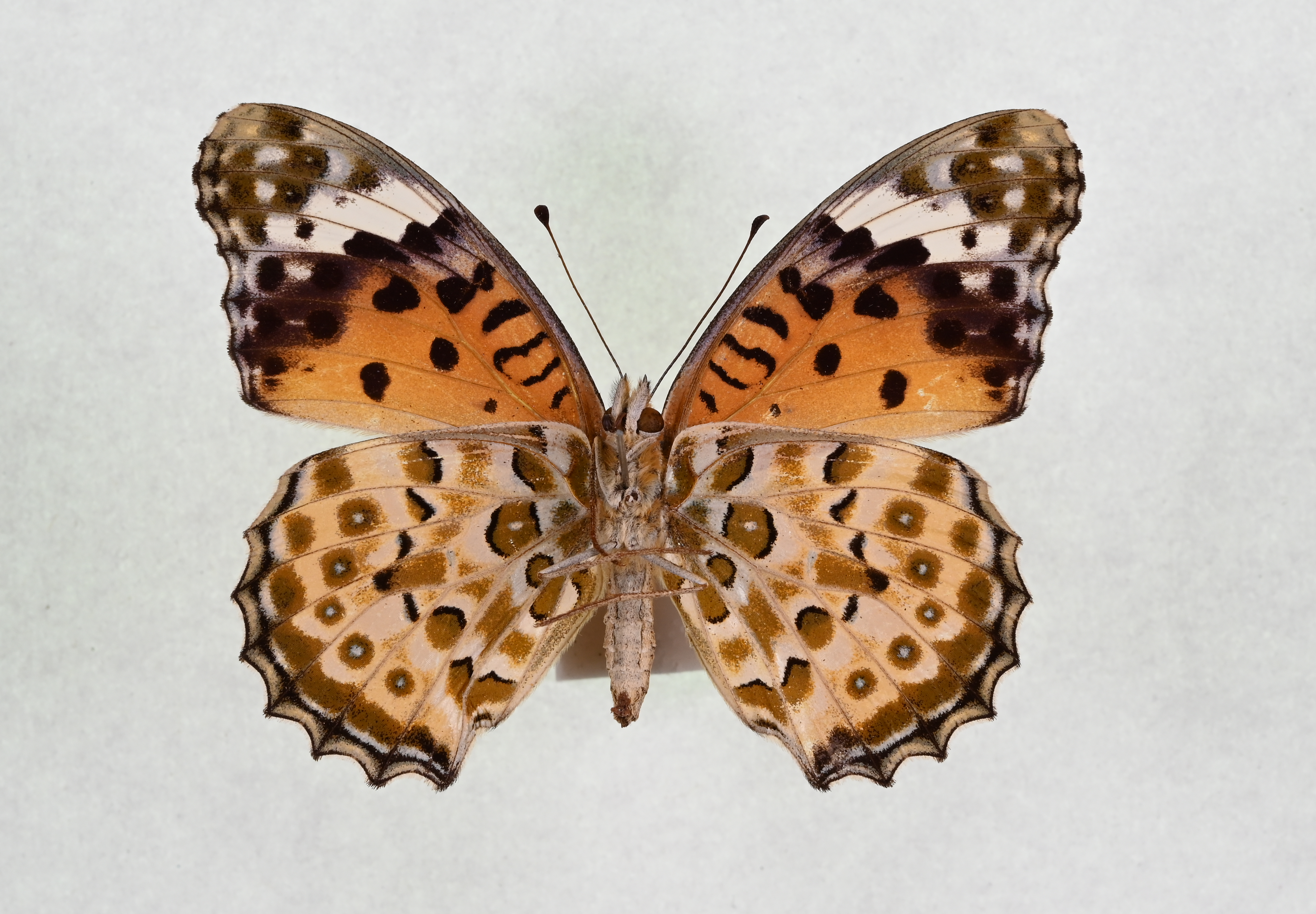 画像：ツマグロヒョウモン