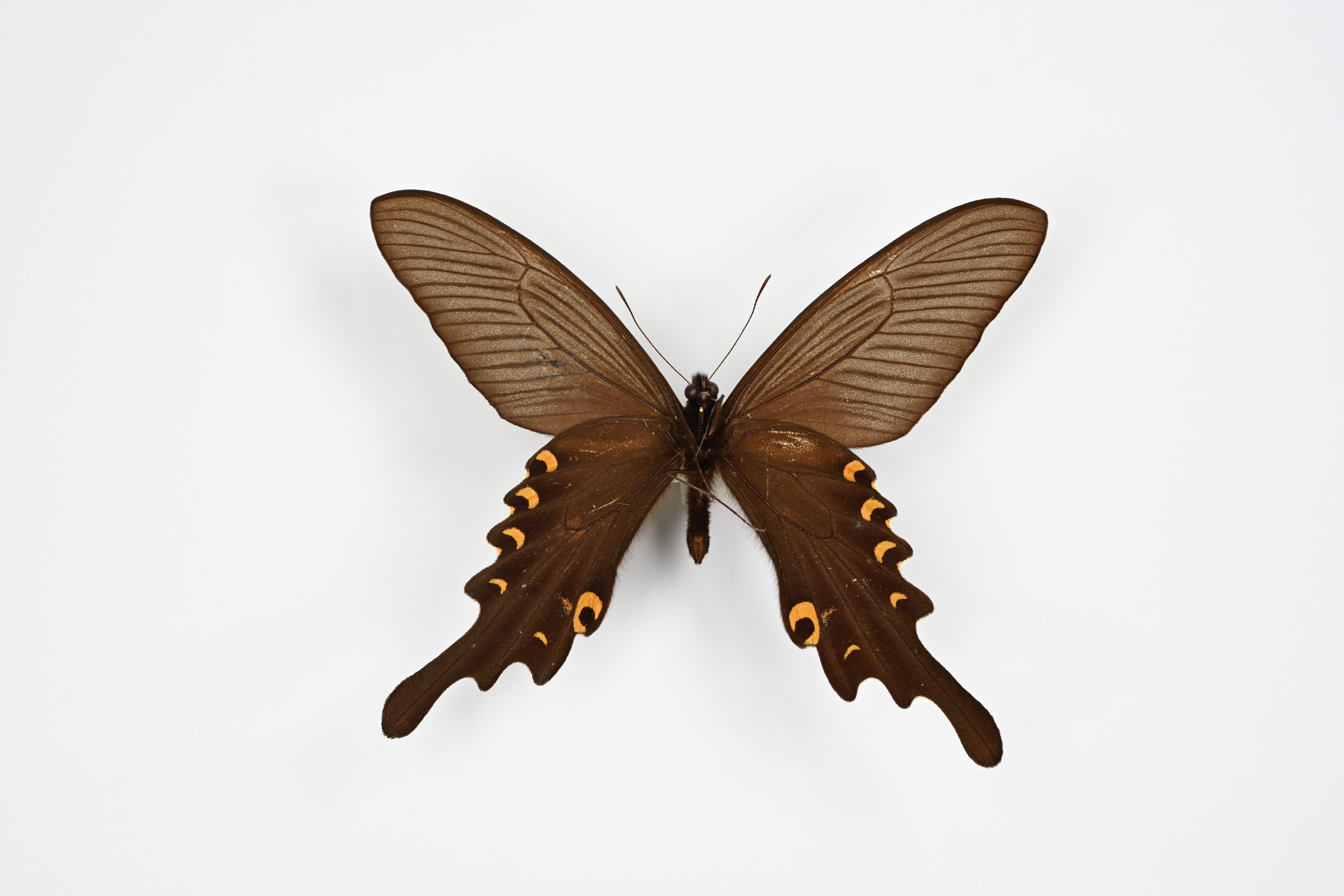 画像：オナガアゲハ