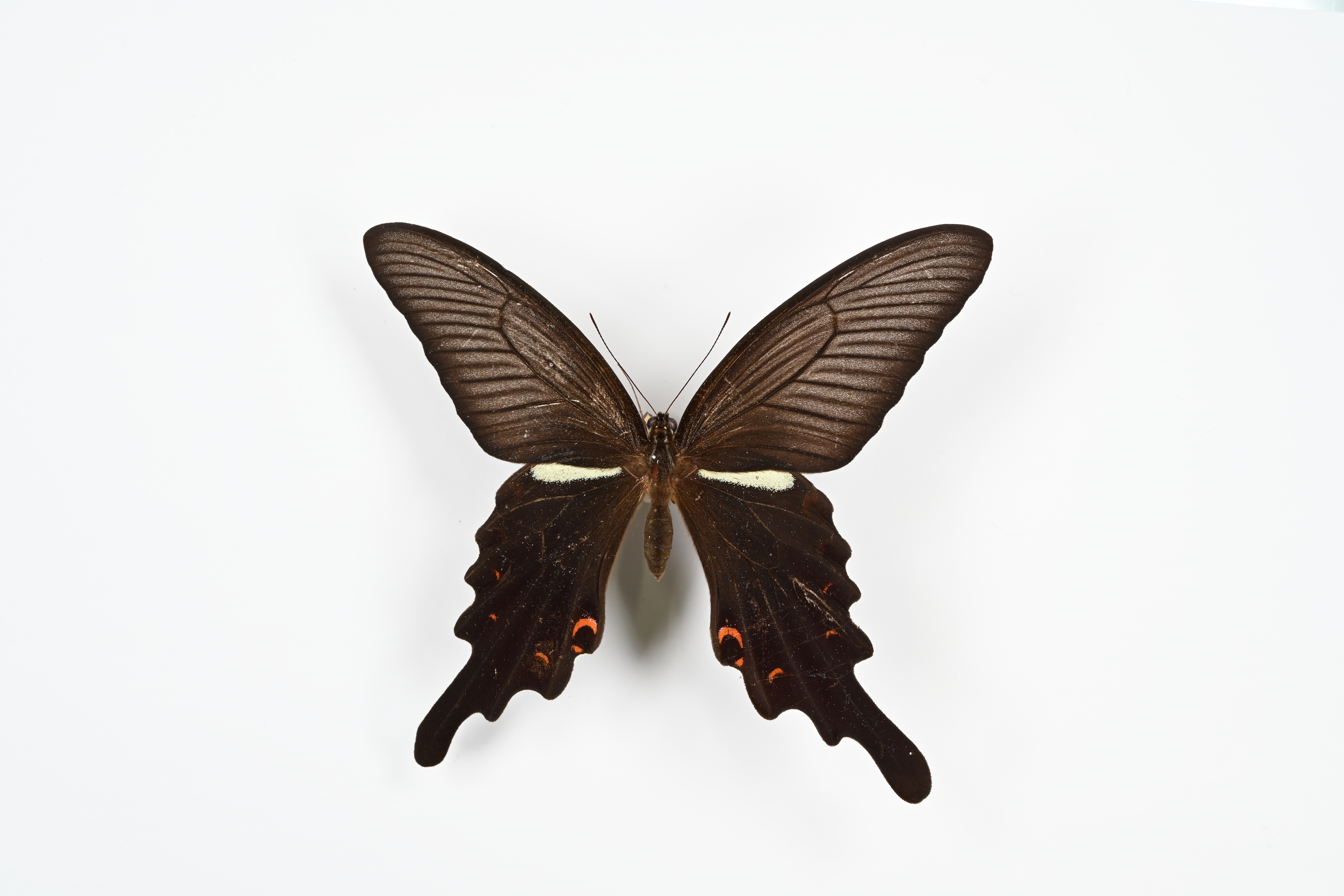 画像：オナガアゲハ