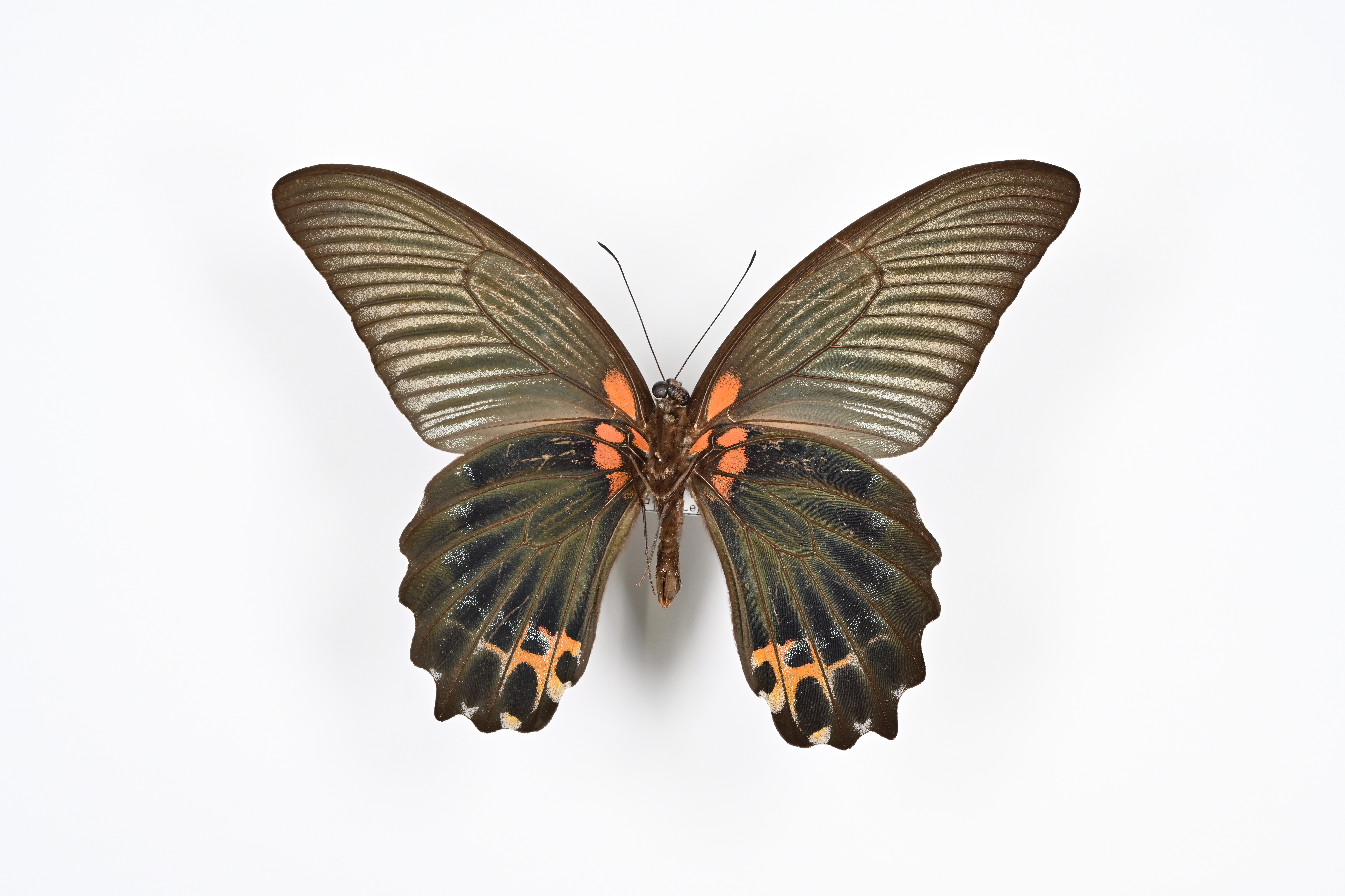 画像：ナガサキアゲハ