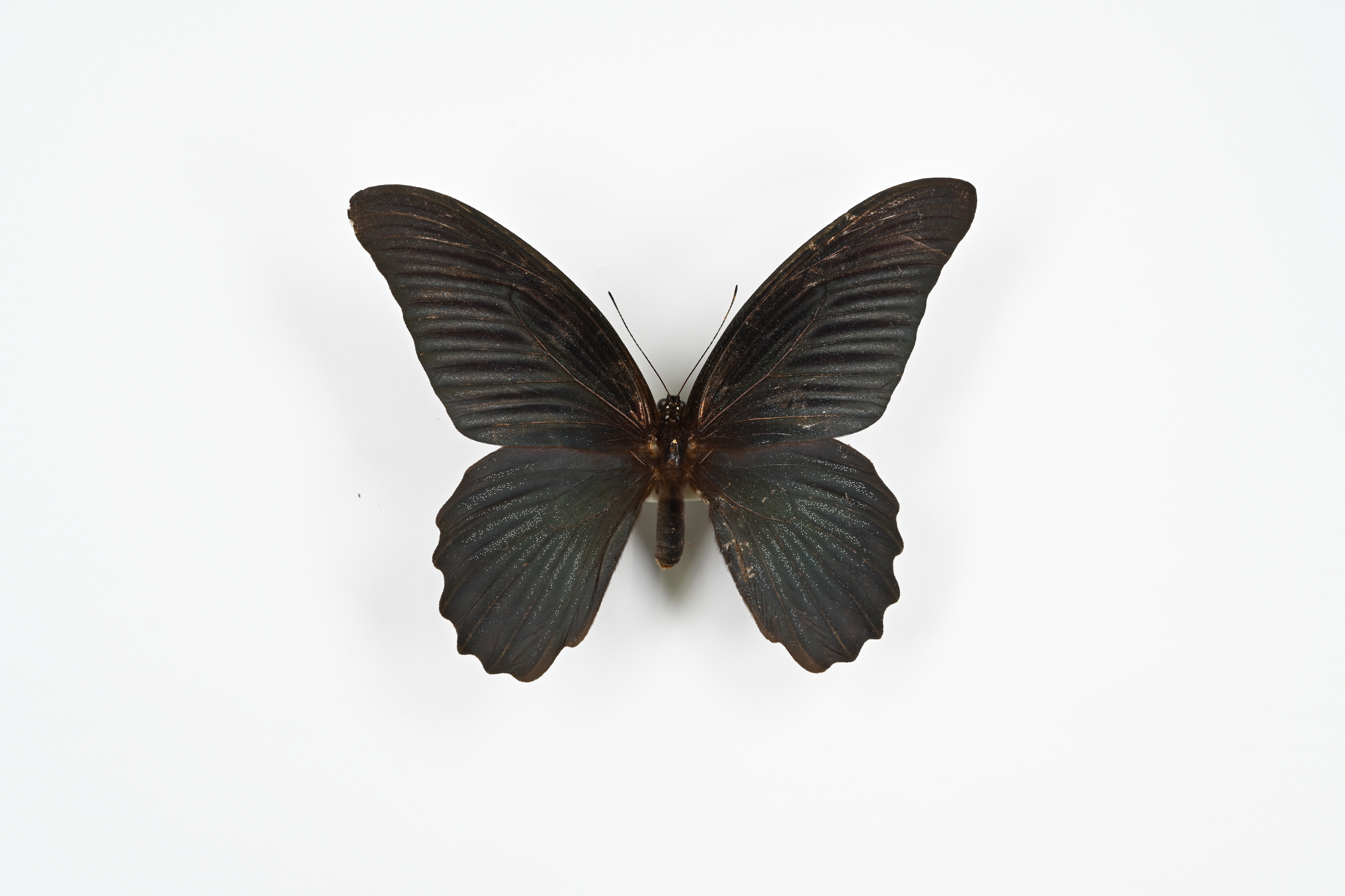 画像：ナガサキアゲハ