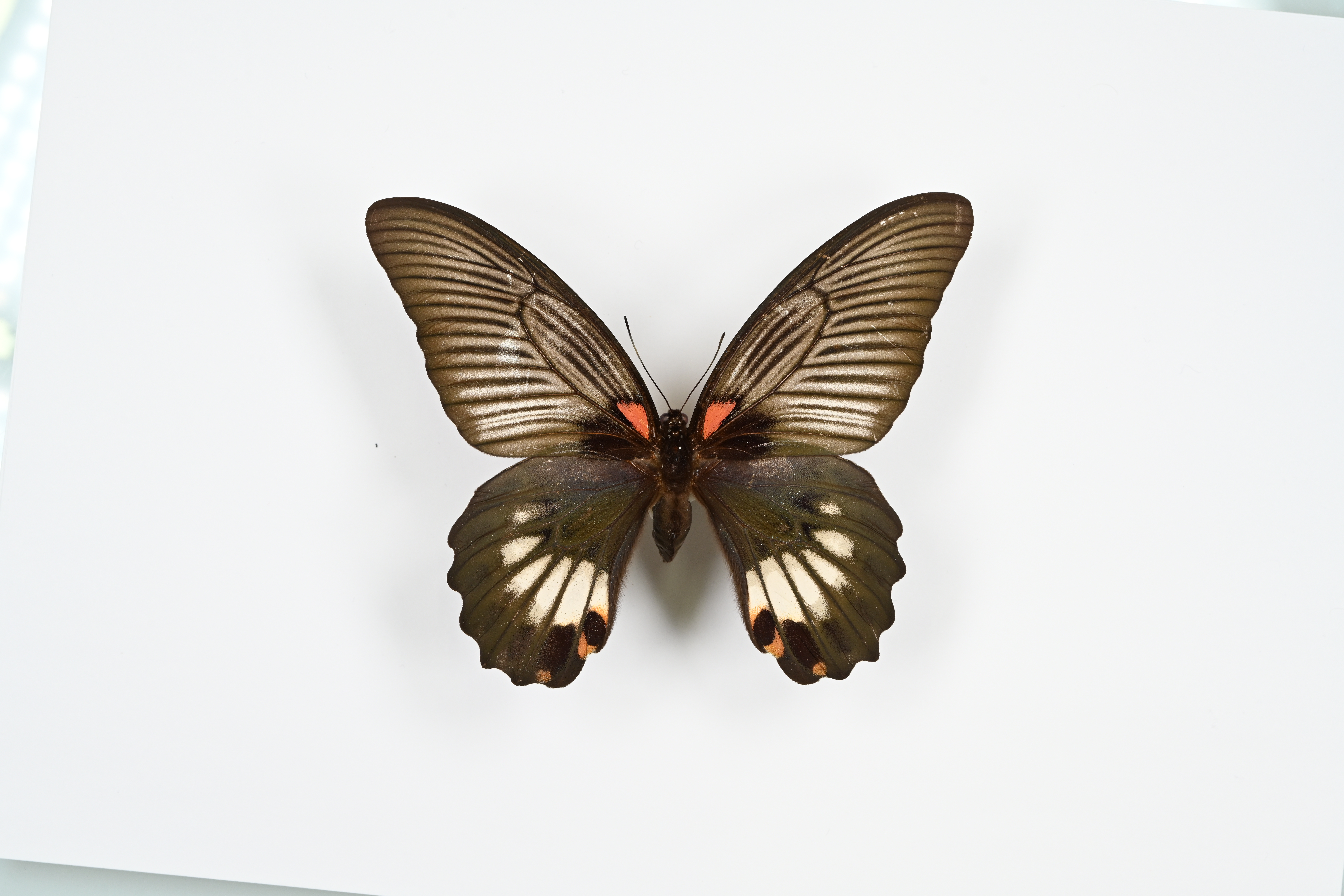 画像：ナガサキアゲハ