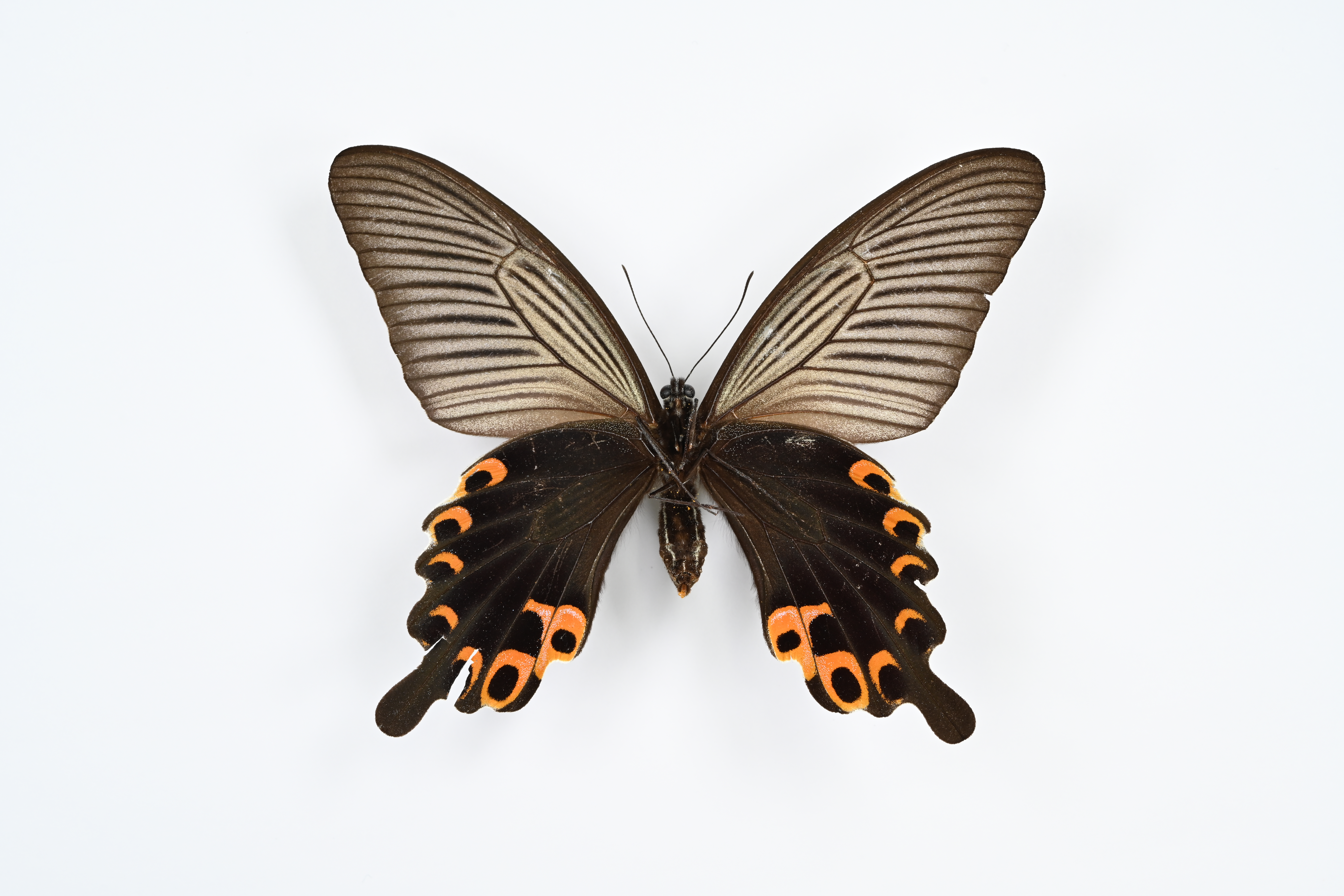 画像：クロアゲハ