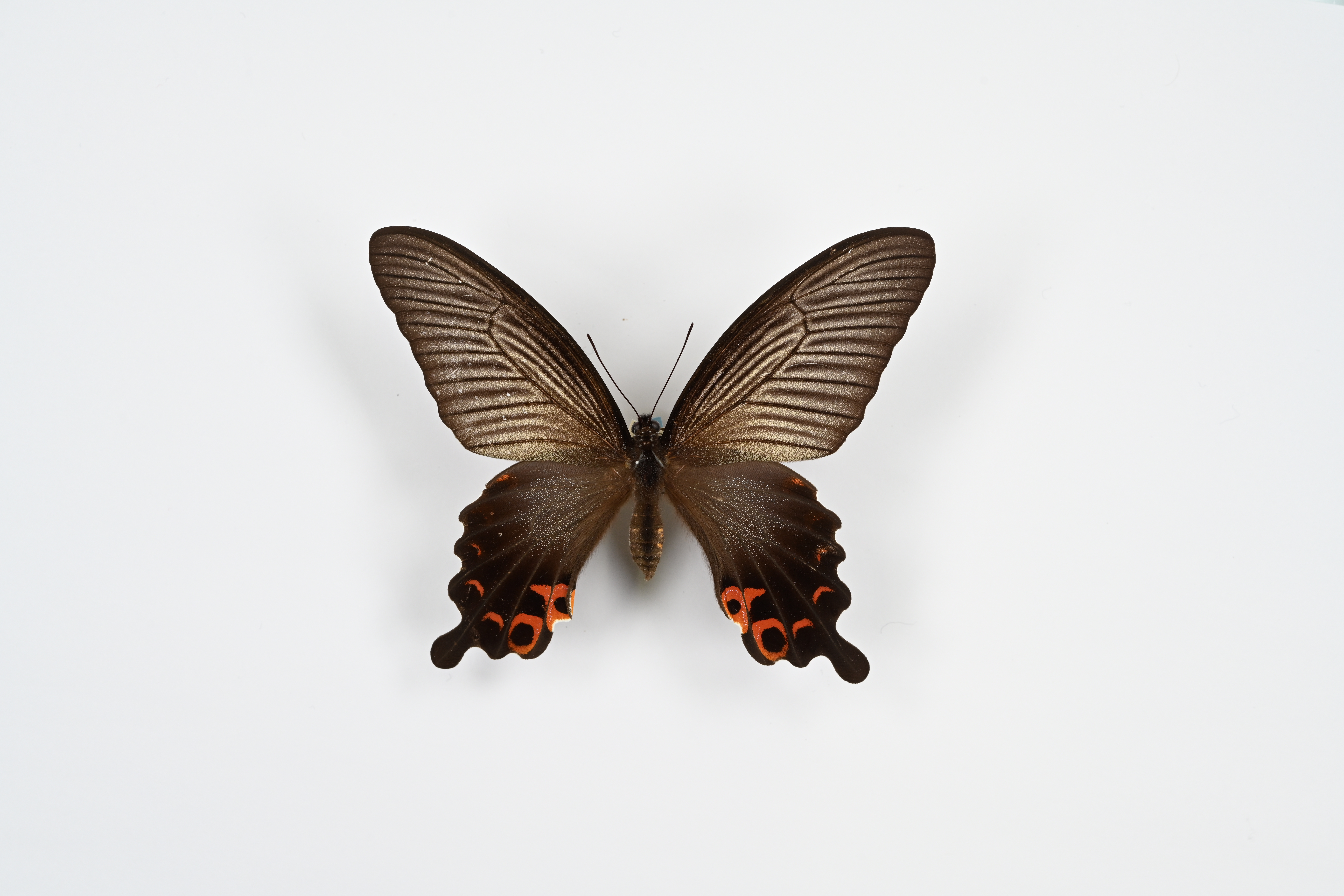 画像：クロアゲハ