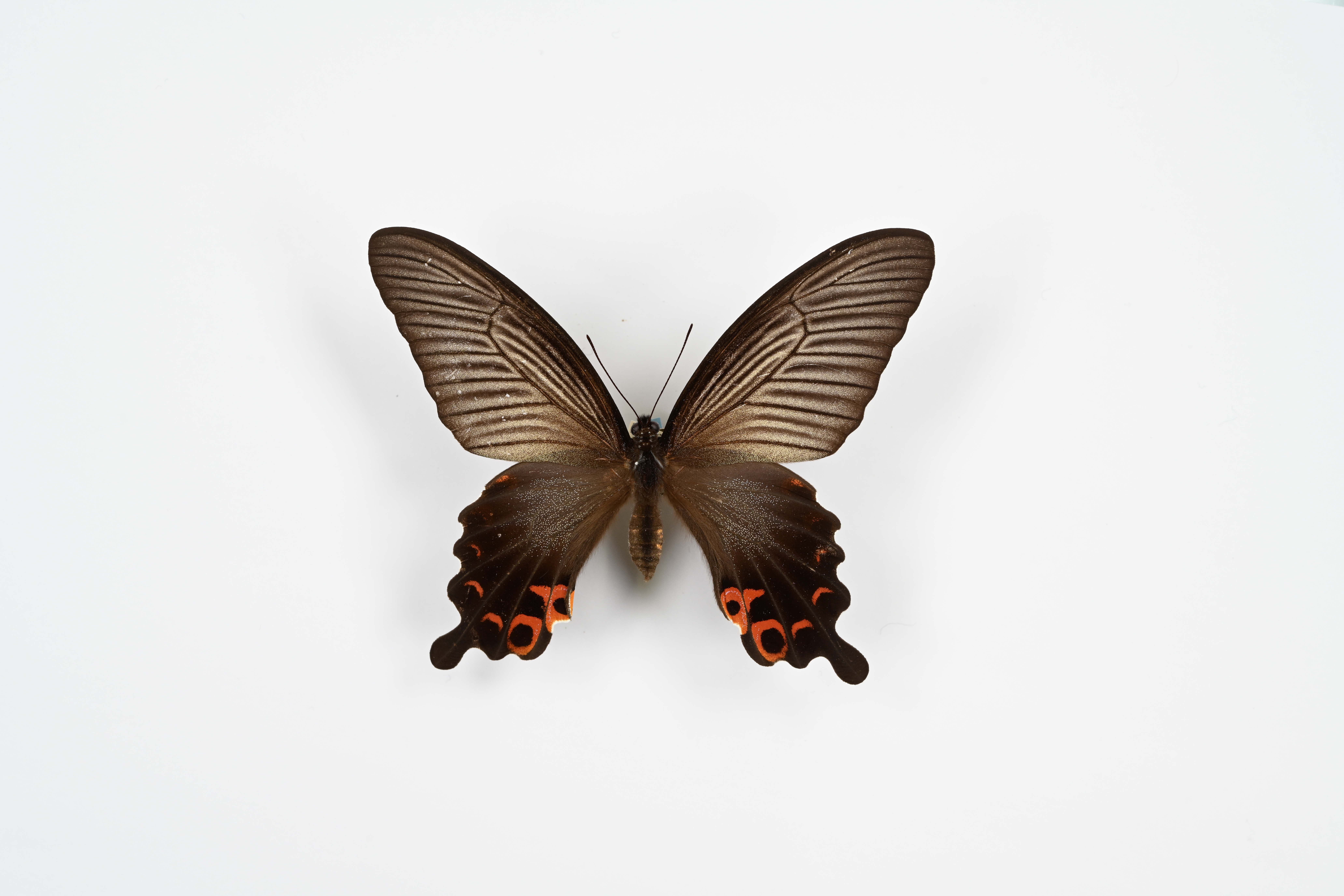 画像：クロアゲハ