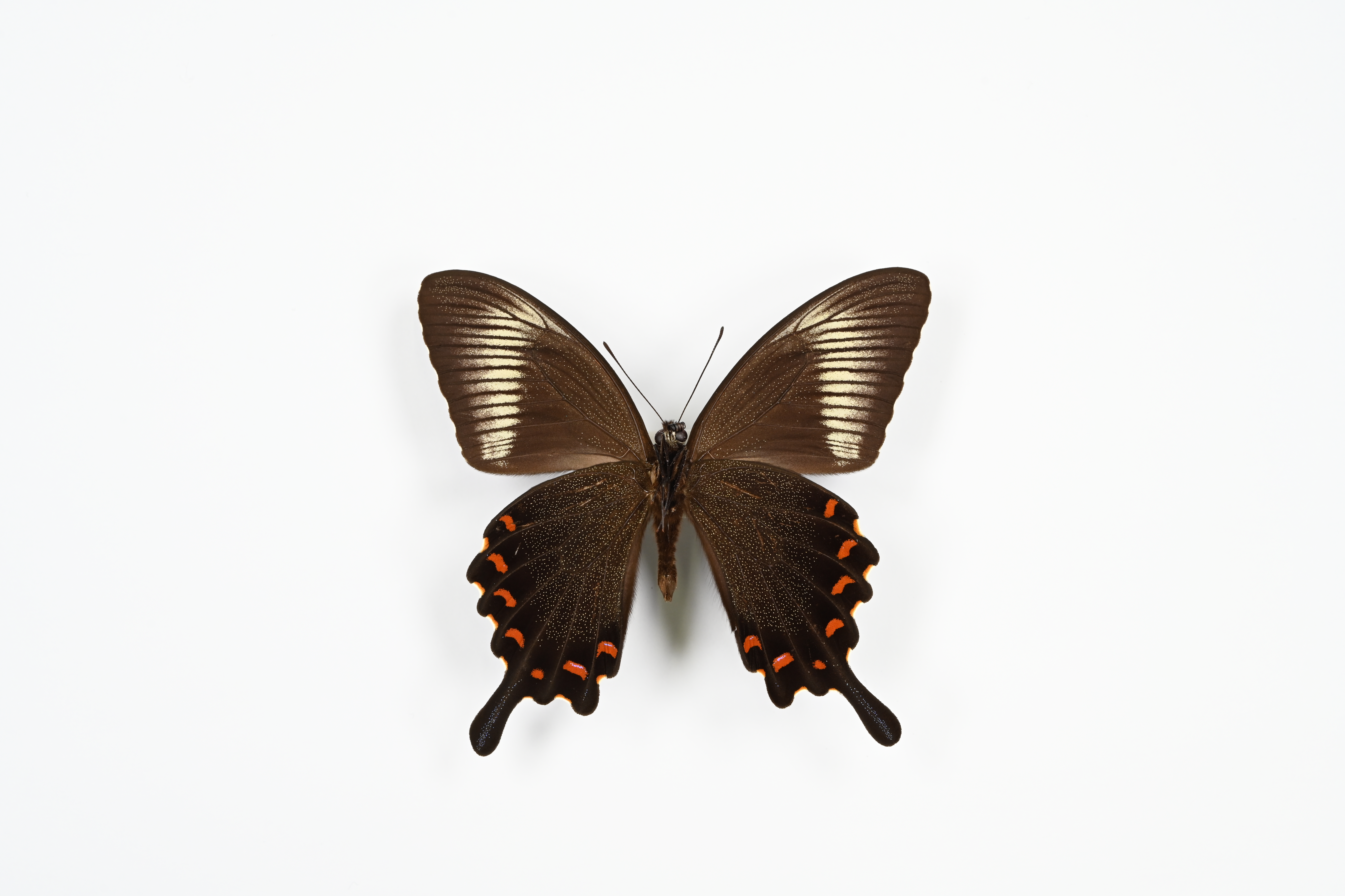 画像：カラスアゲハ