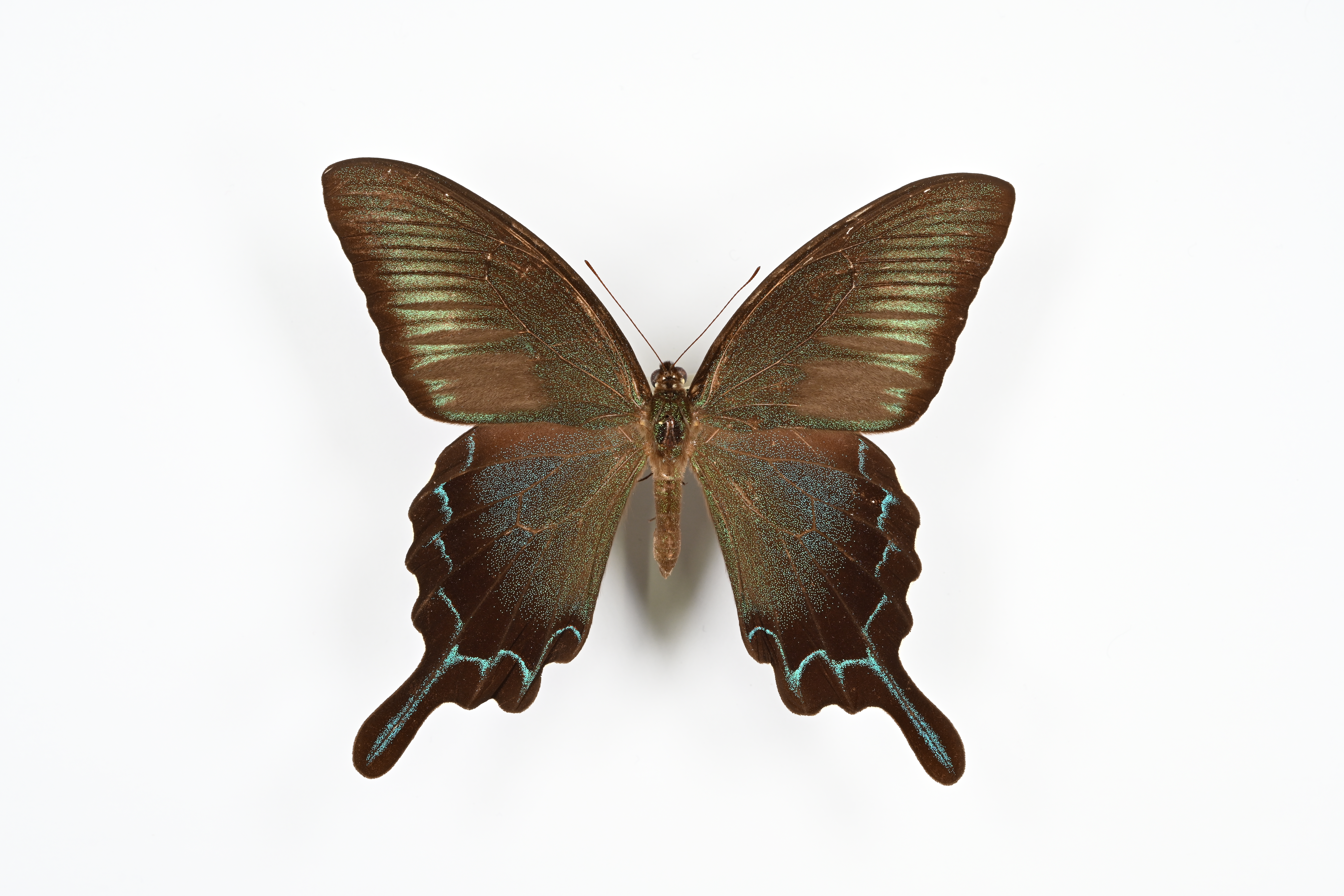 画像：カラスアゲハ