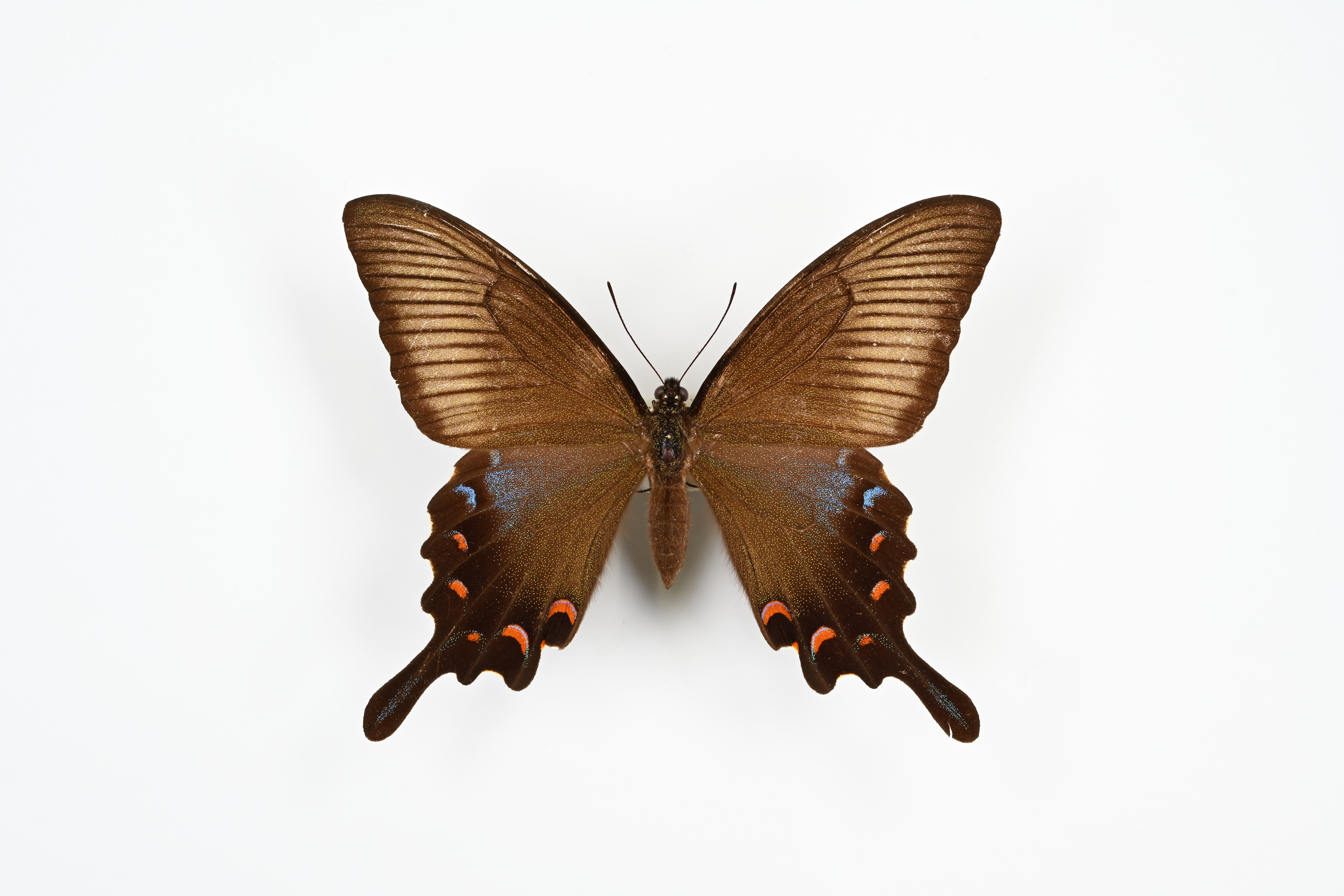 画像：カラスアゲハ