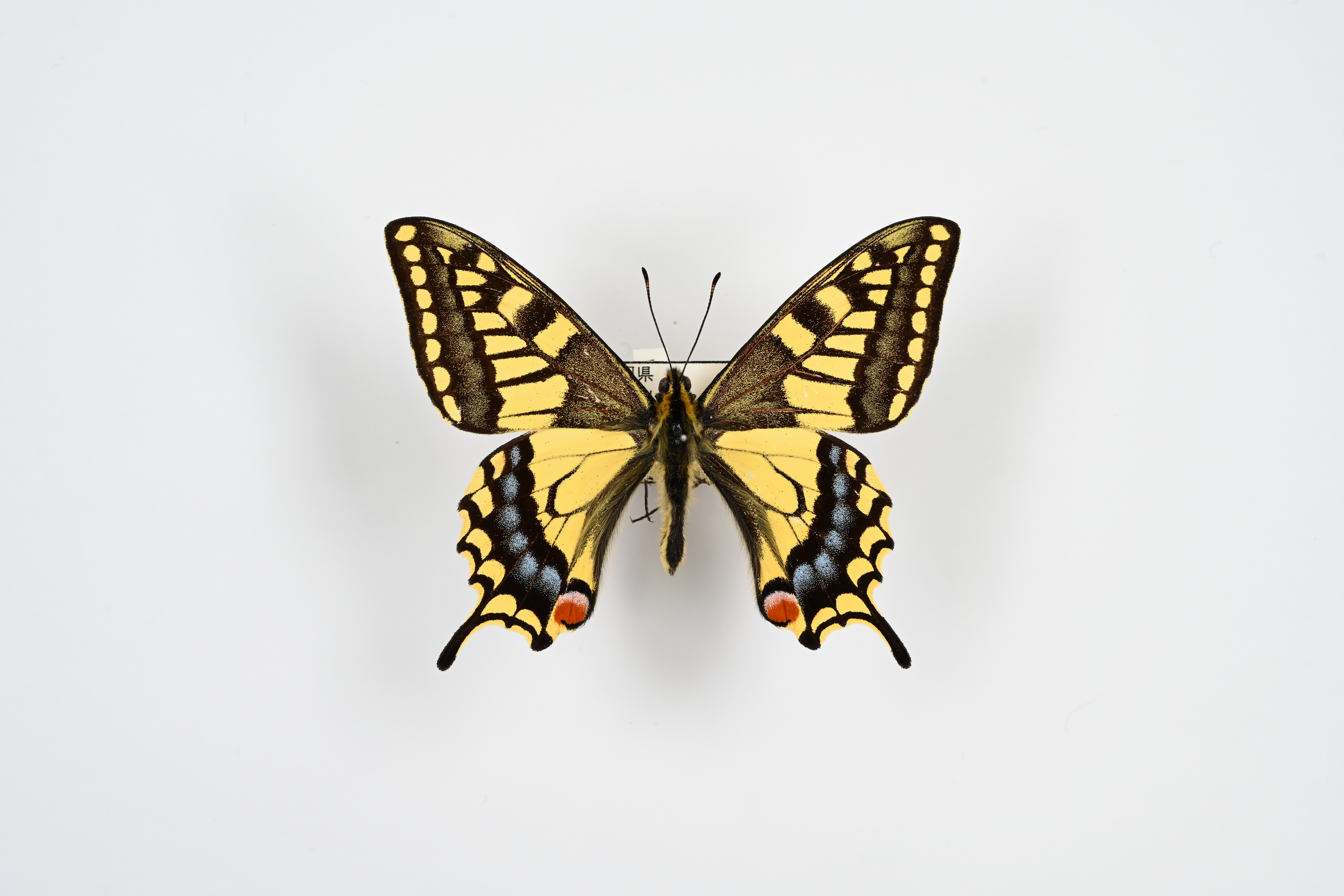 画像：キアゲハ