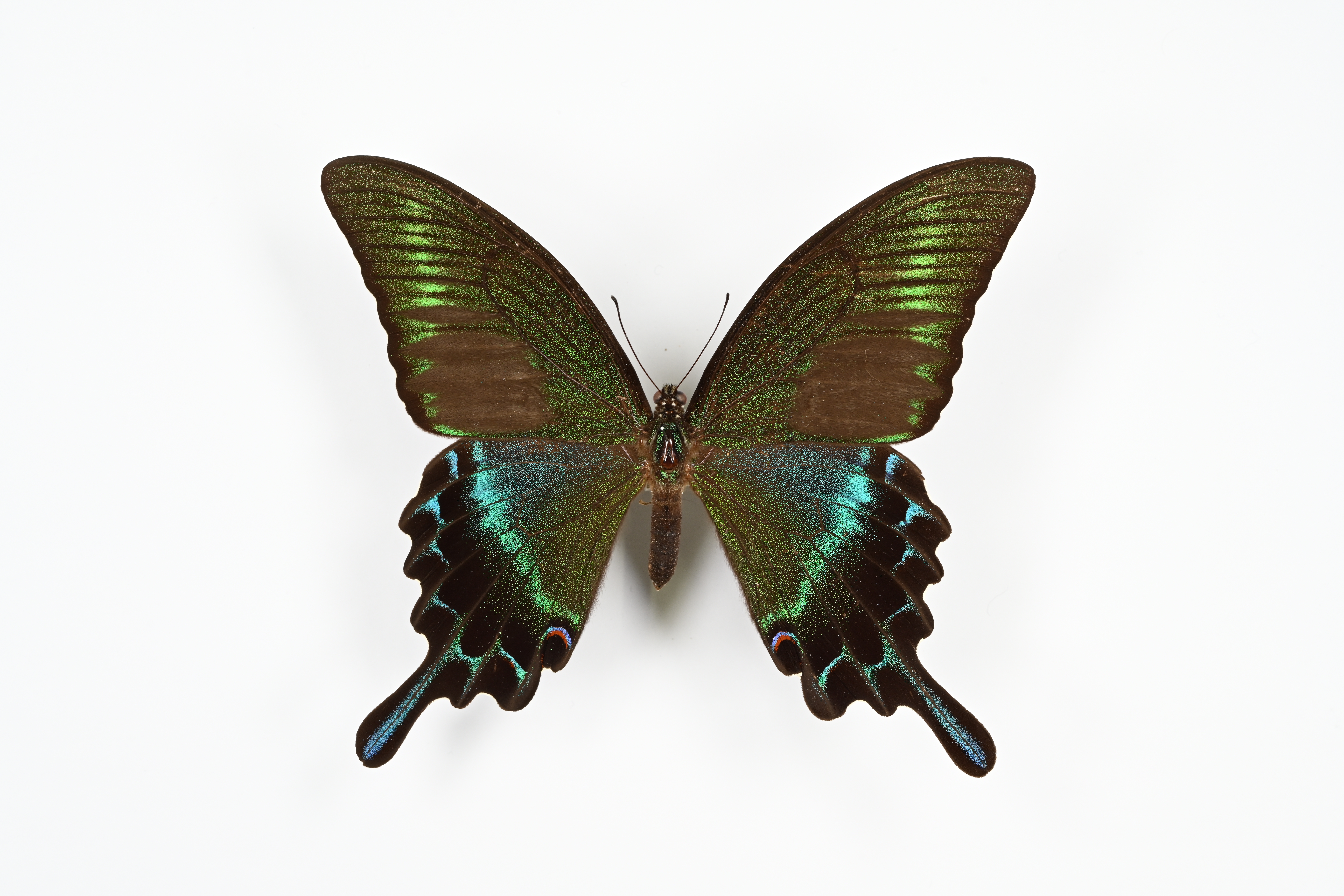 画像：ミヤマカラスアゲハ