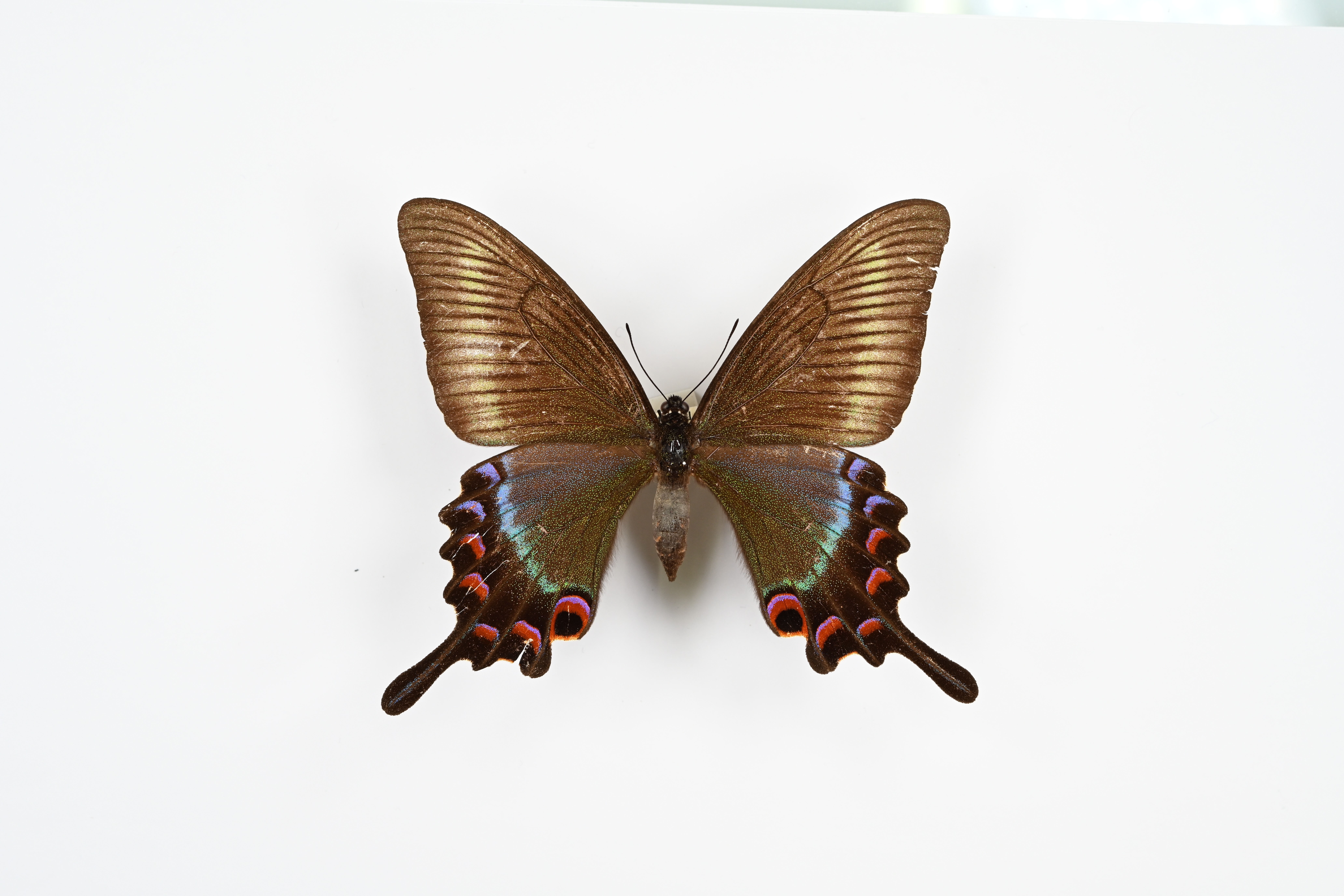 画像：ミヤマカラスアゲハ