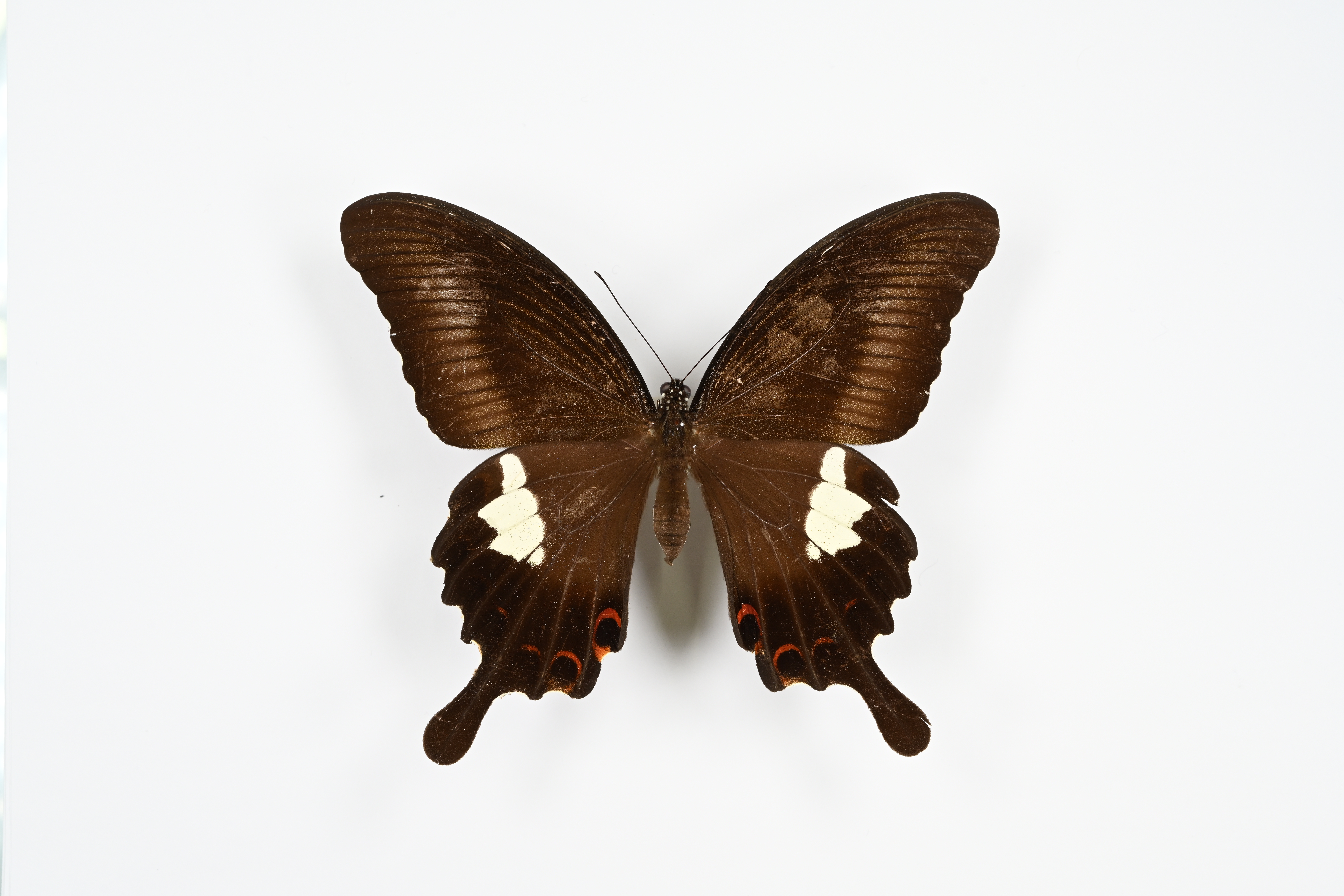 画像：モンキアゲハ