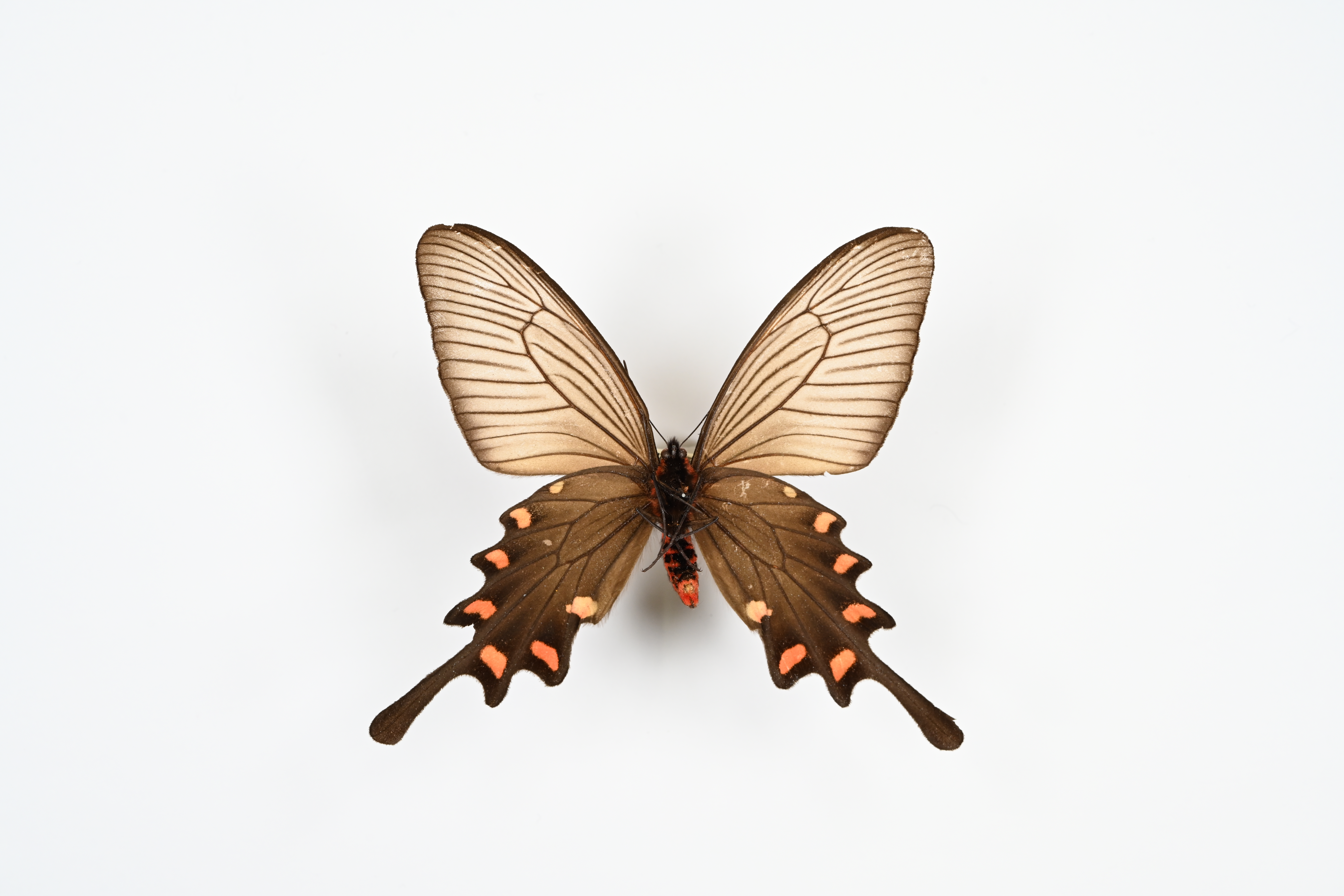 画像：ジャコウアゲハ