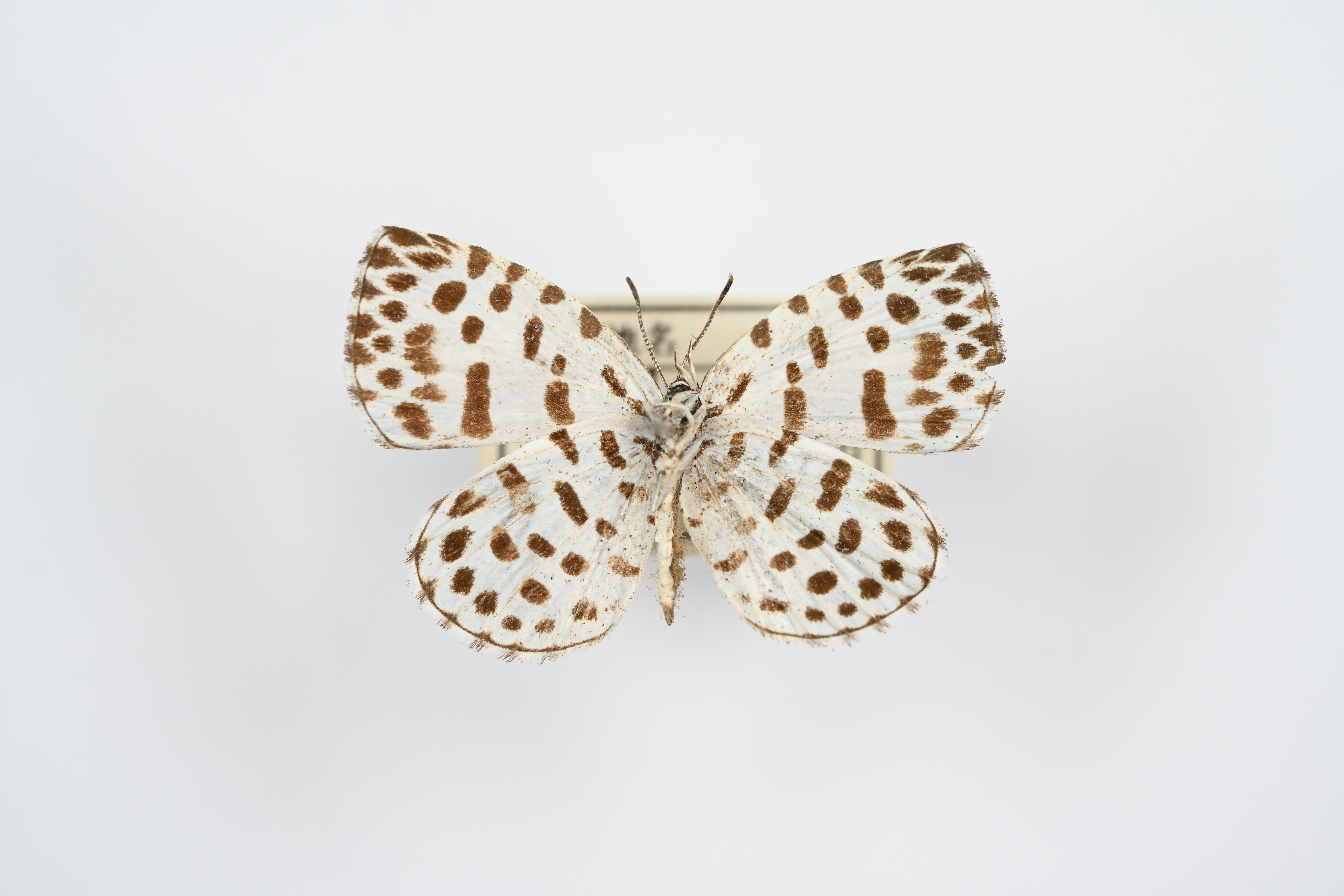 画像：ゴイシシジミ