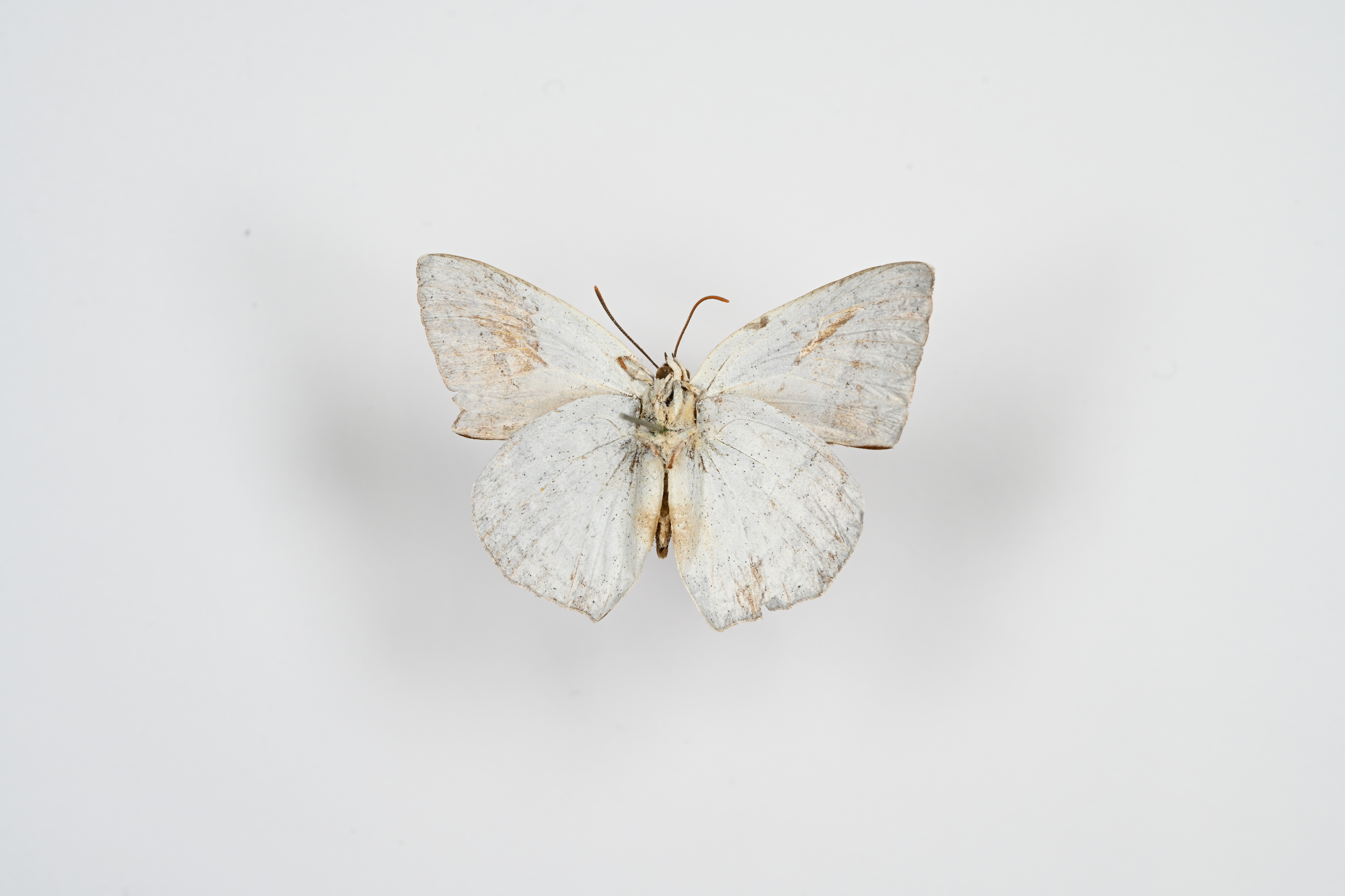 画像：ウラギンシジミ