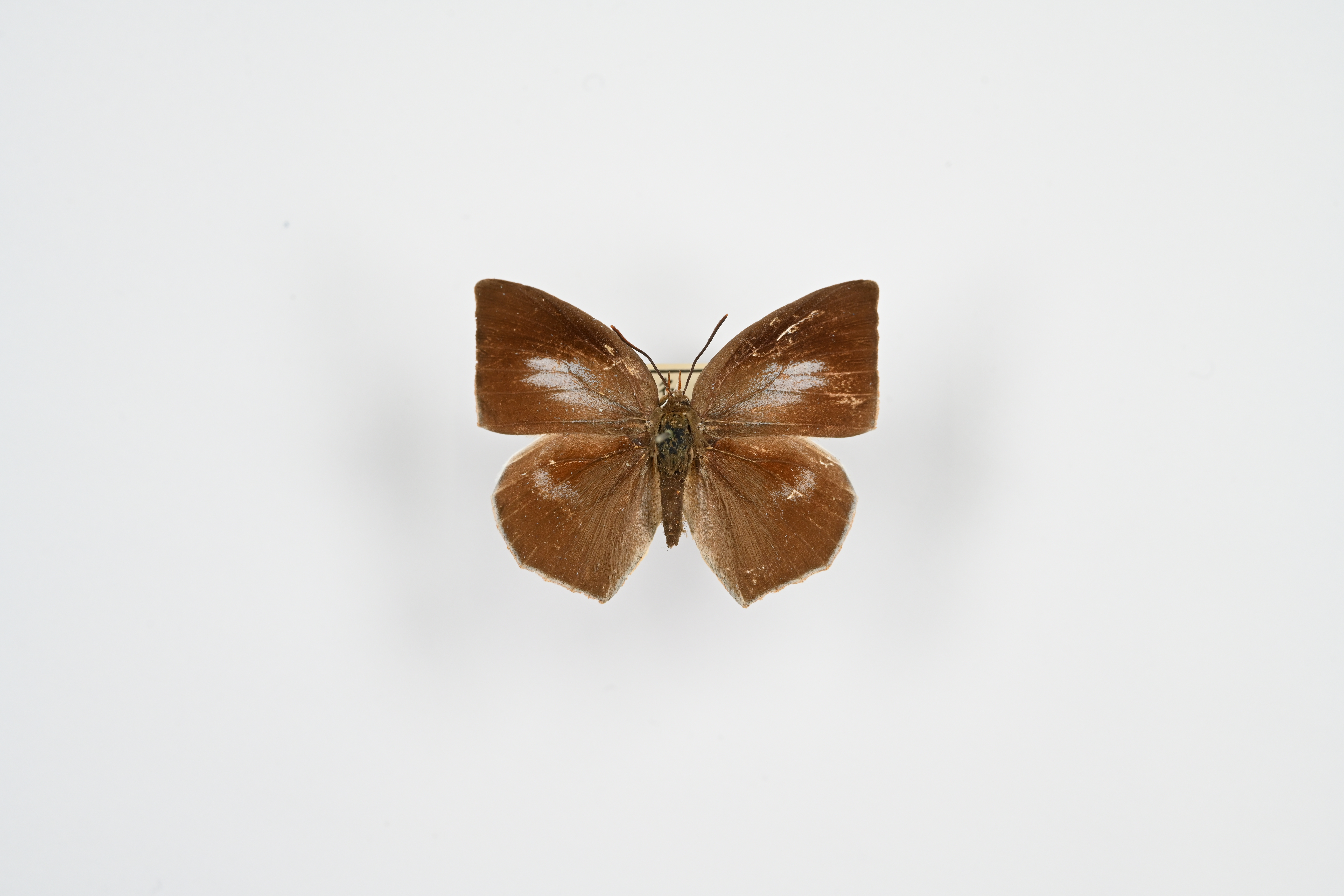 画像：ウラギンシジミ