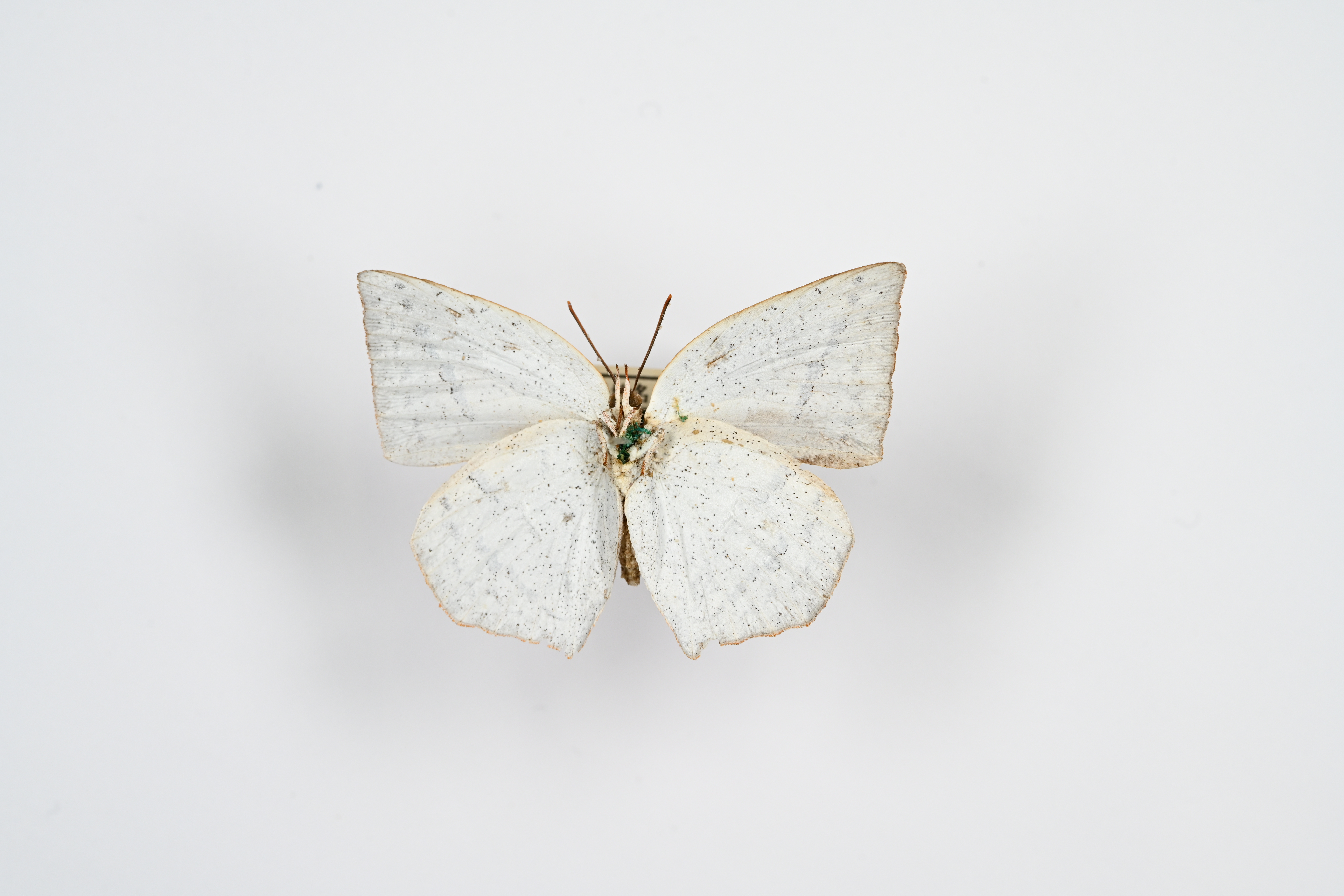 画像：ウラギンシジミ