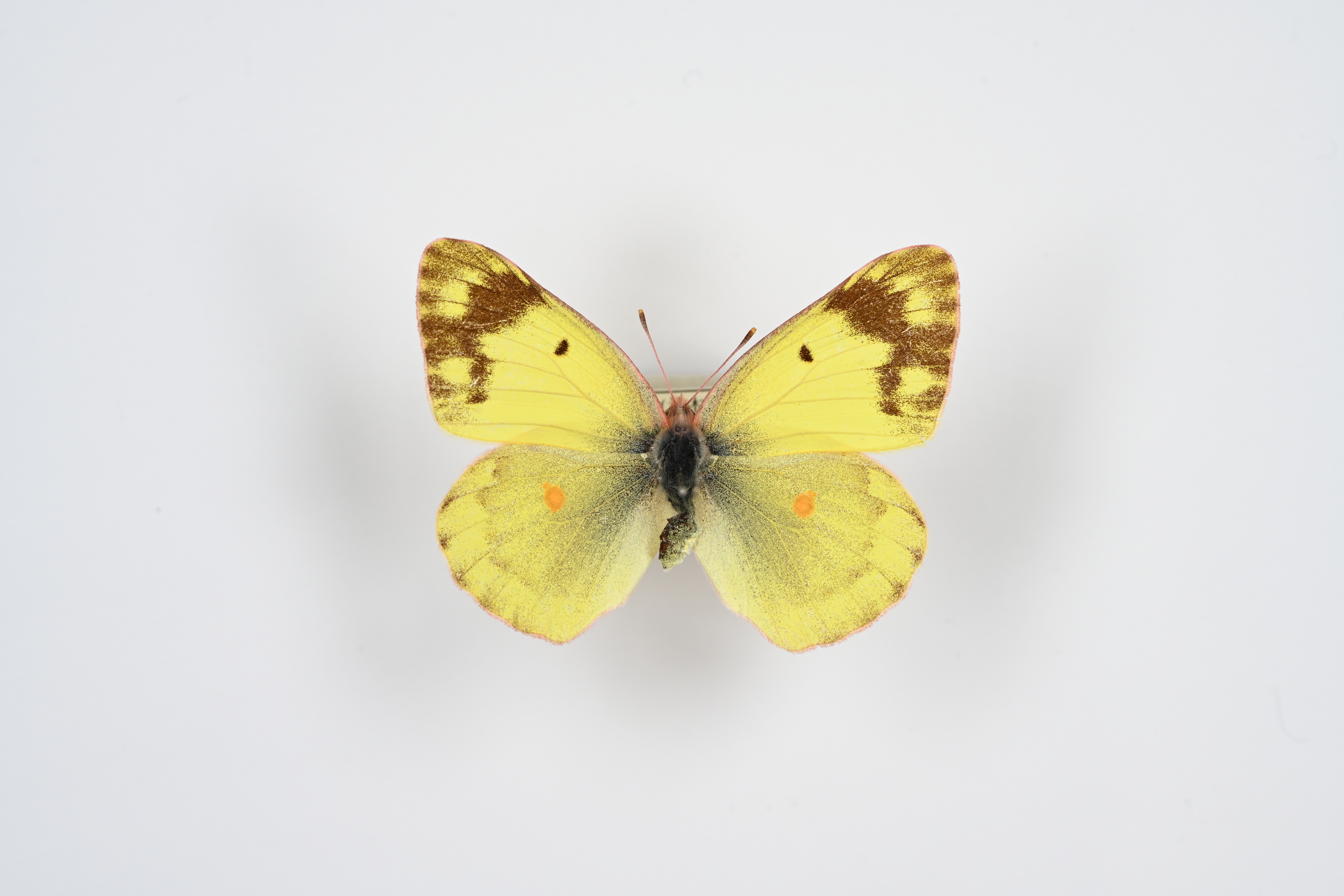 画像：モンキチョウ