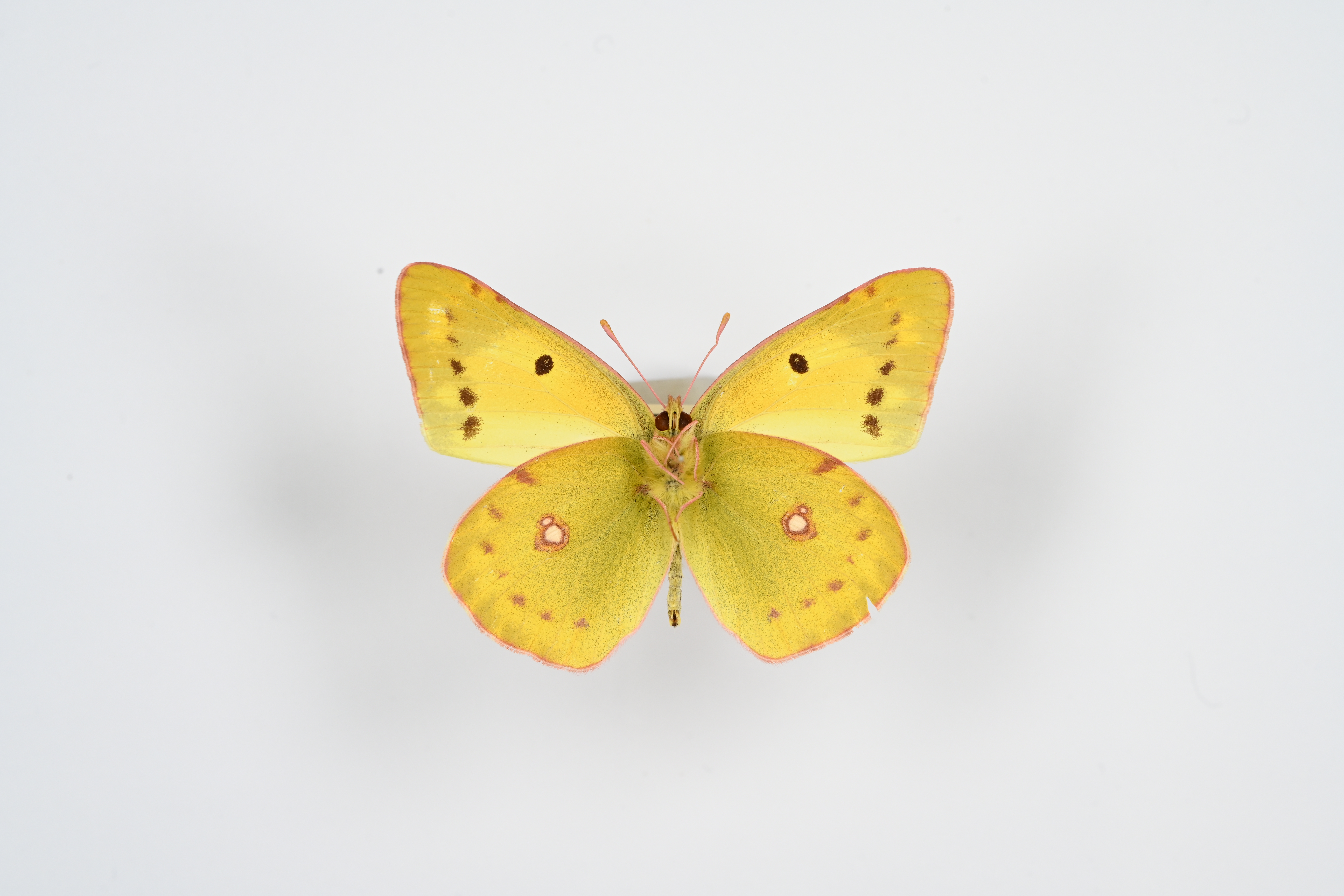 画像：モンキチョウ