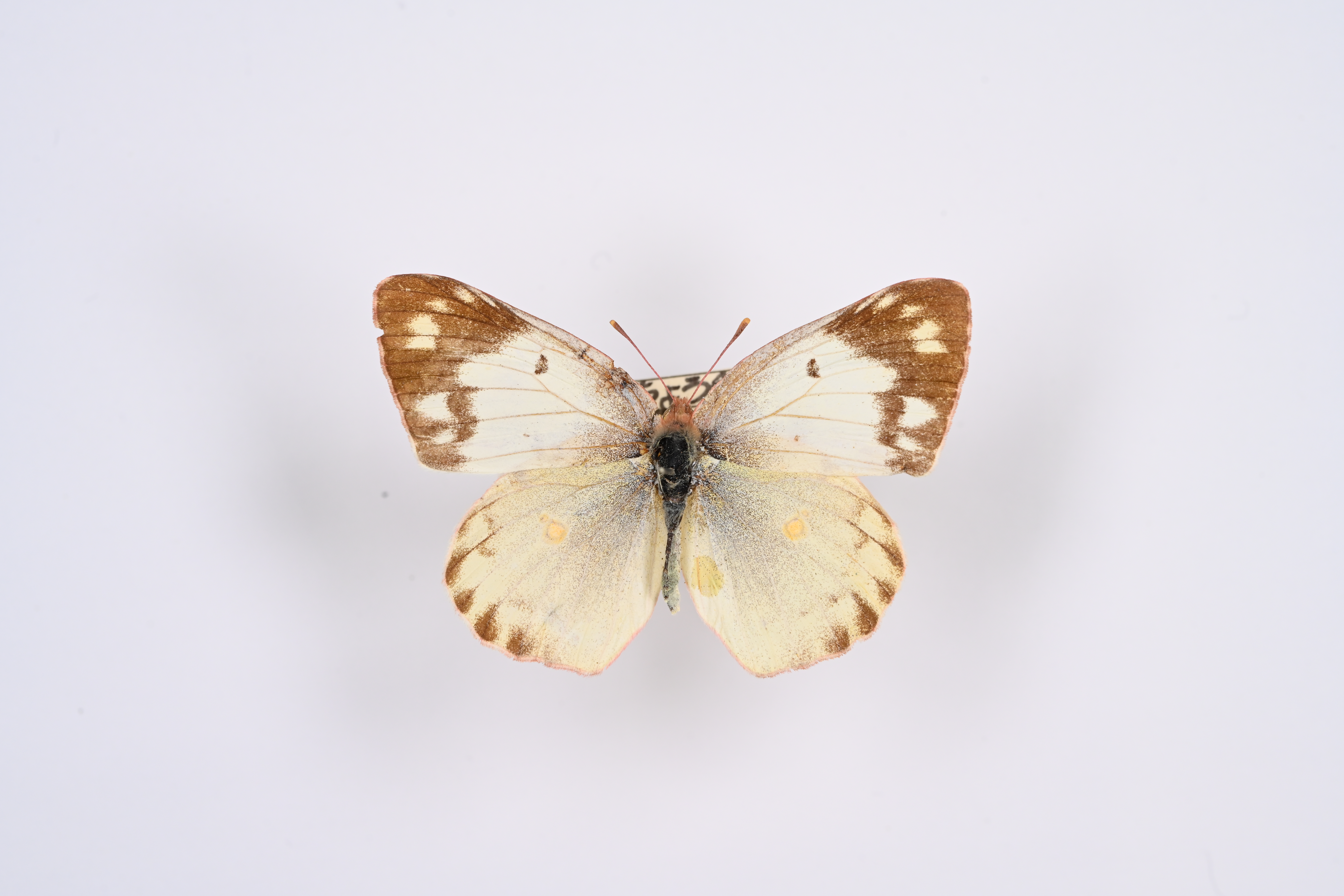 画像：モンキチョウ