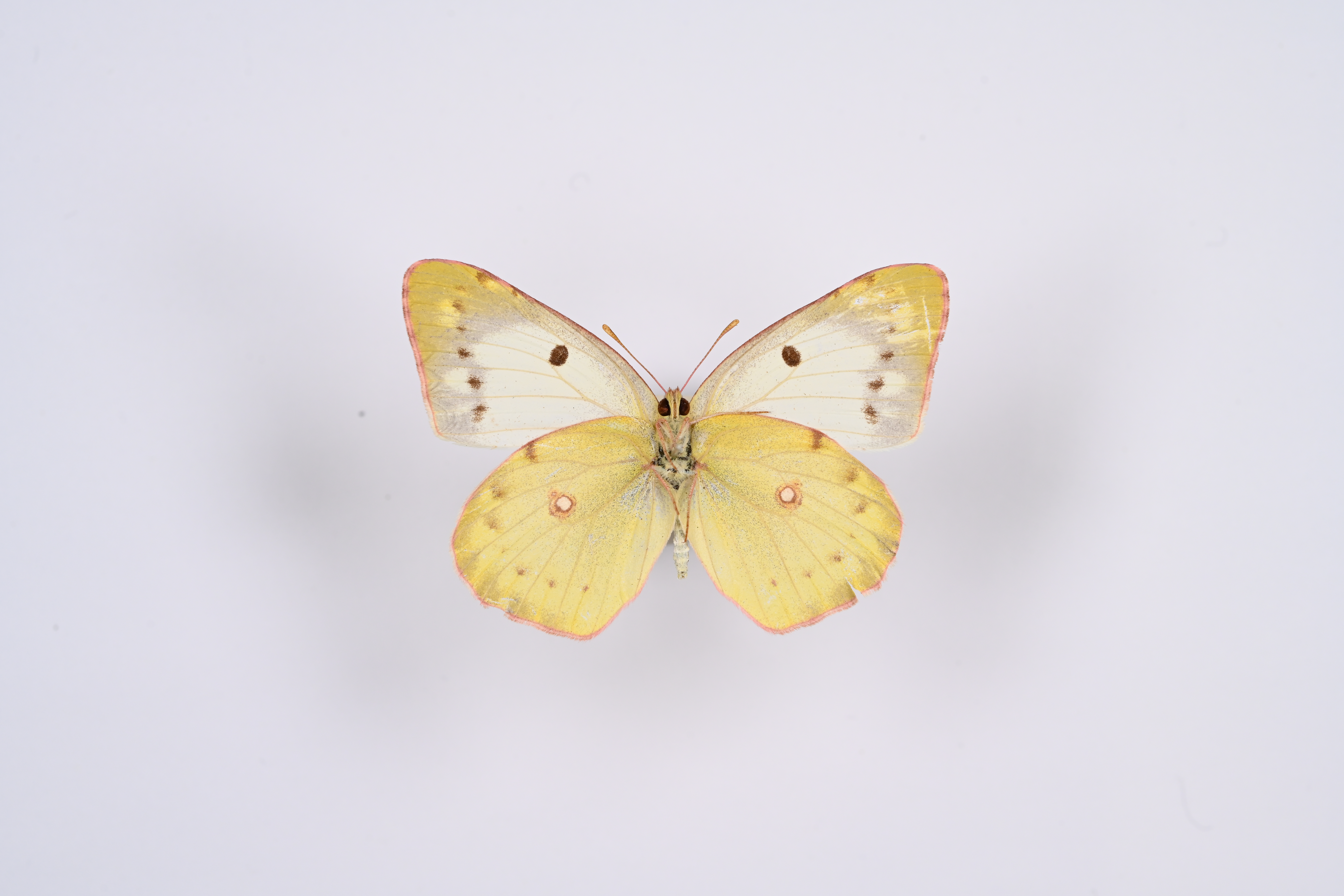 画像：モンキチョウ