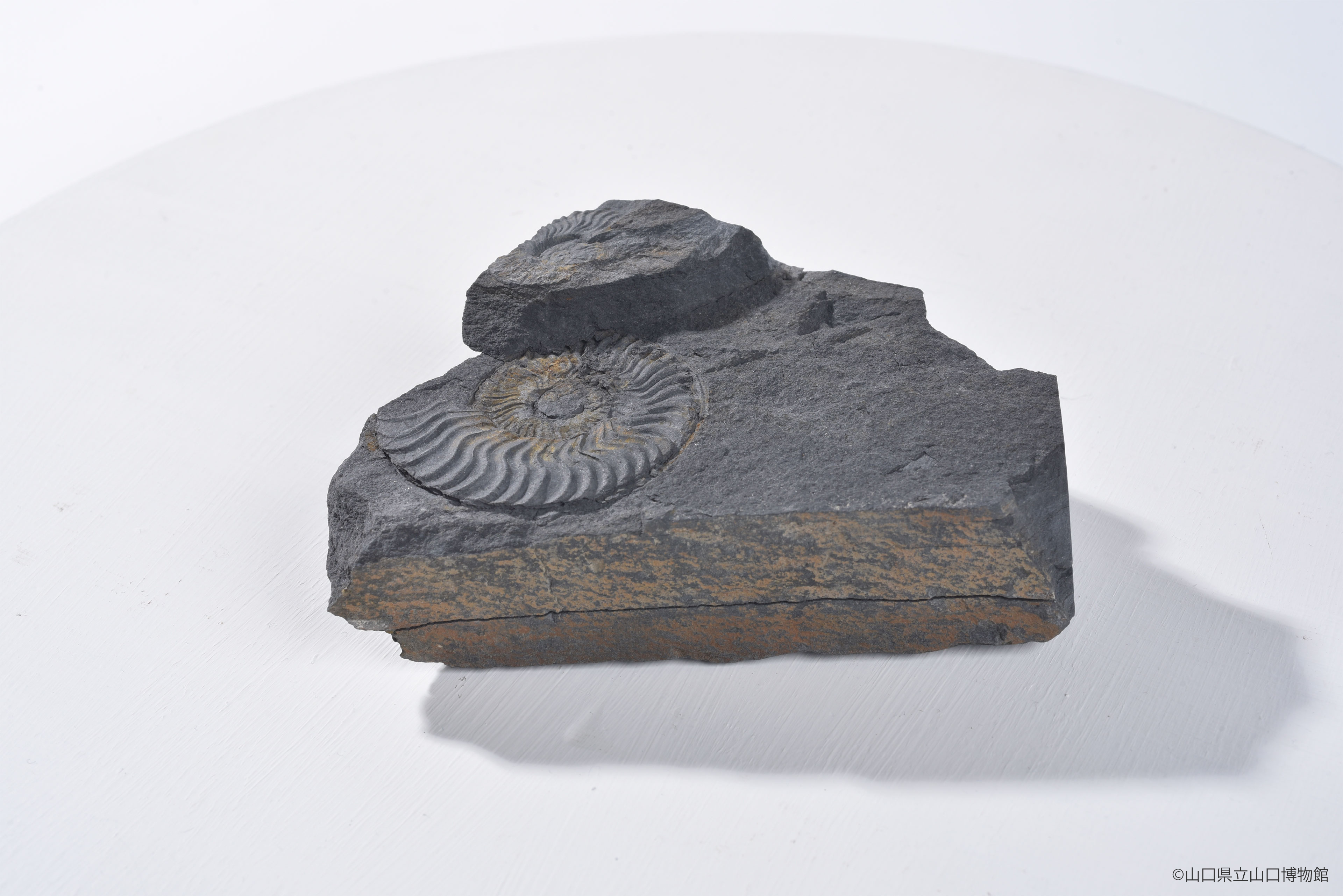 画像：黒色頁岩