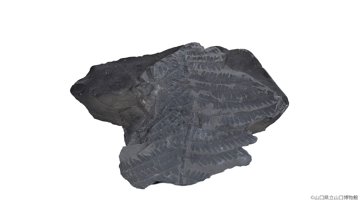 画像：美祢層群の化石