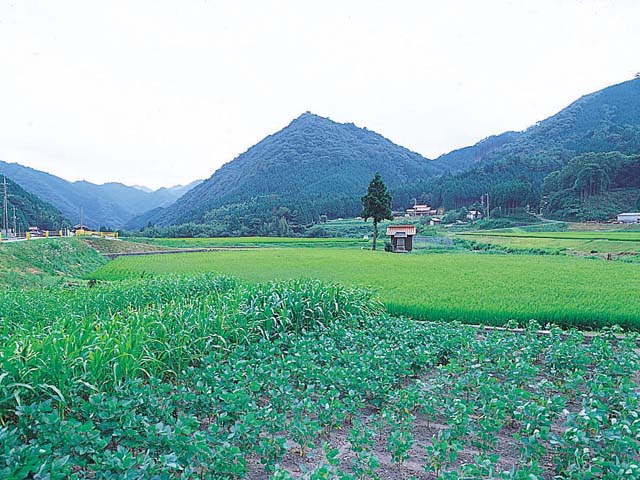 画像：青野火山群  円山