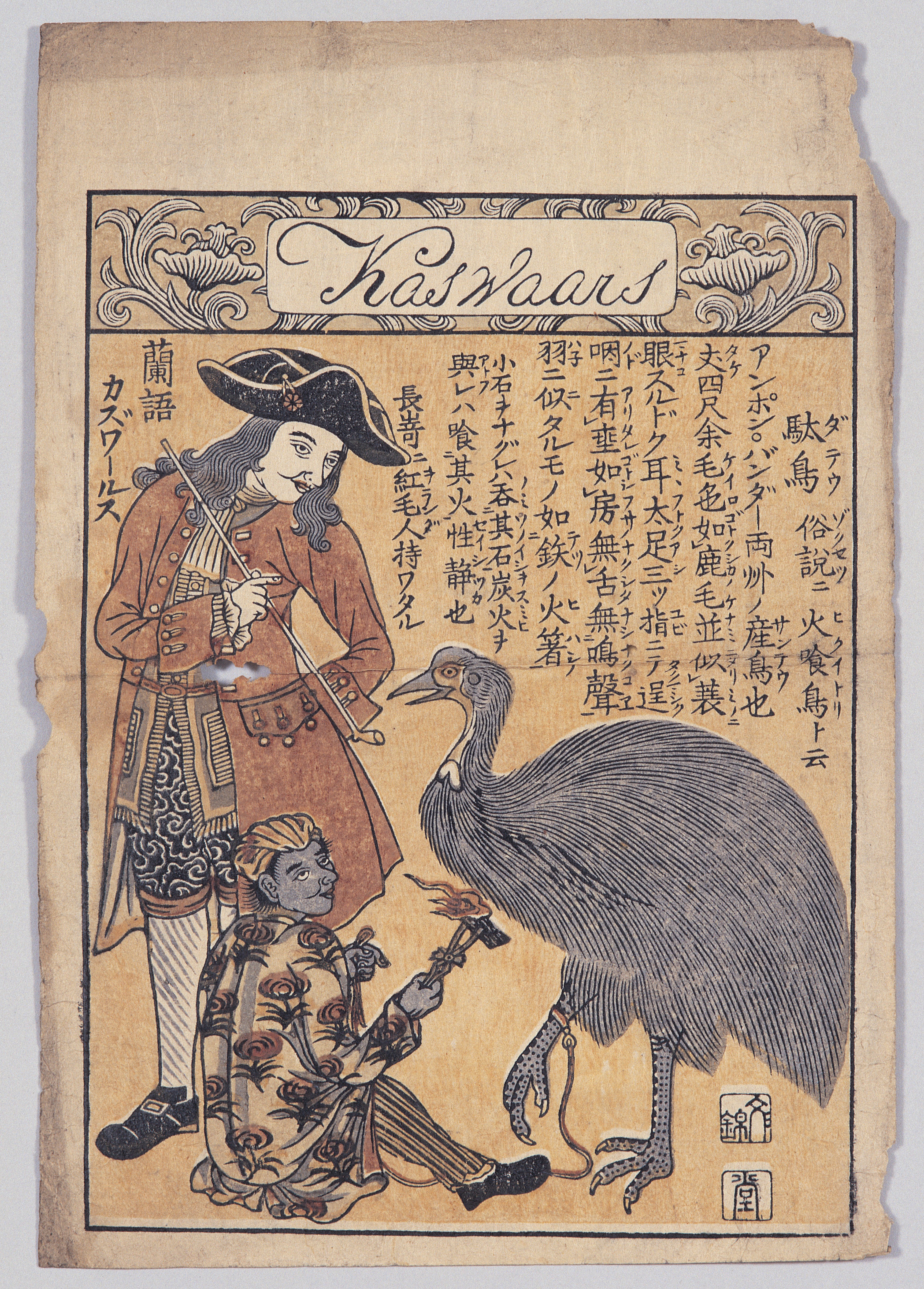 画像：蘭語カズワールス　駄鳥