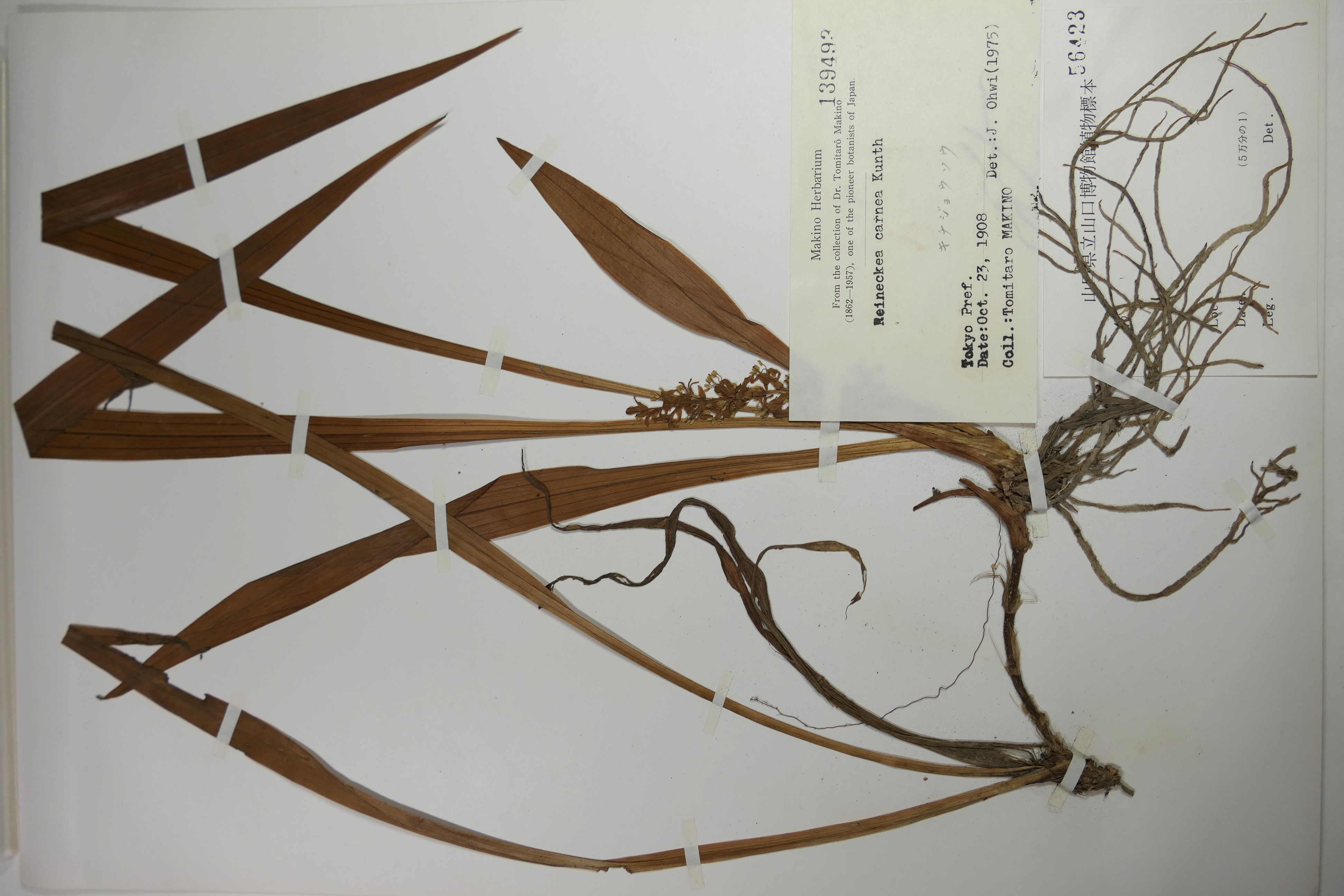 画像：キジカクシ科（ユリ科）キチジョウソウ