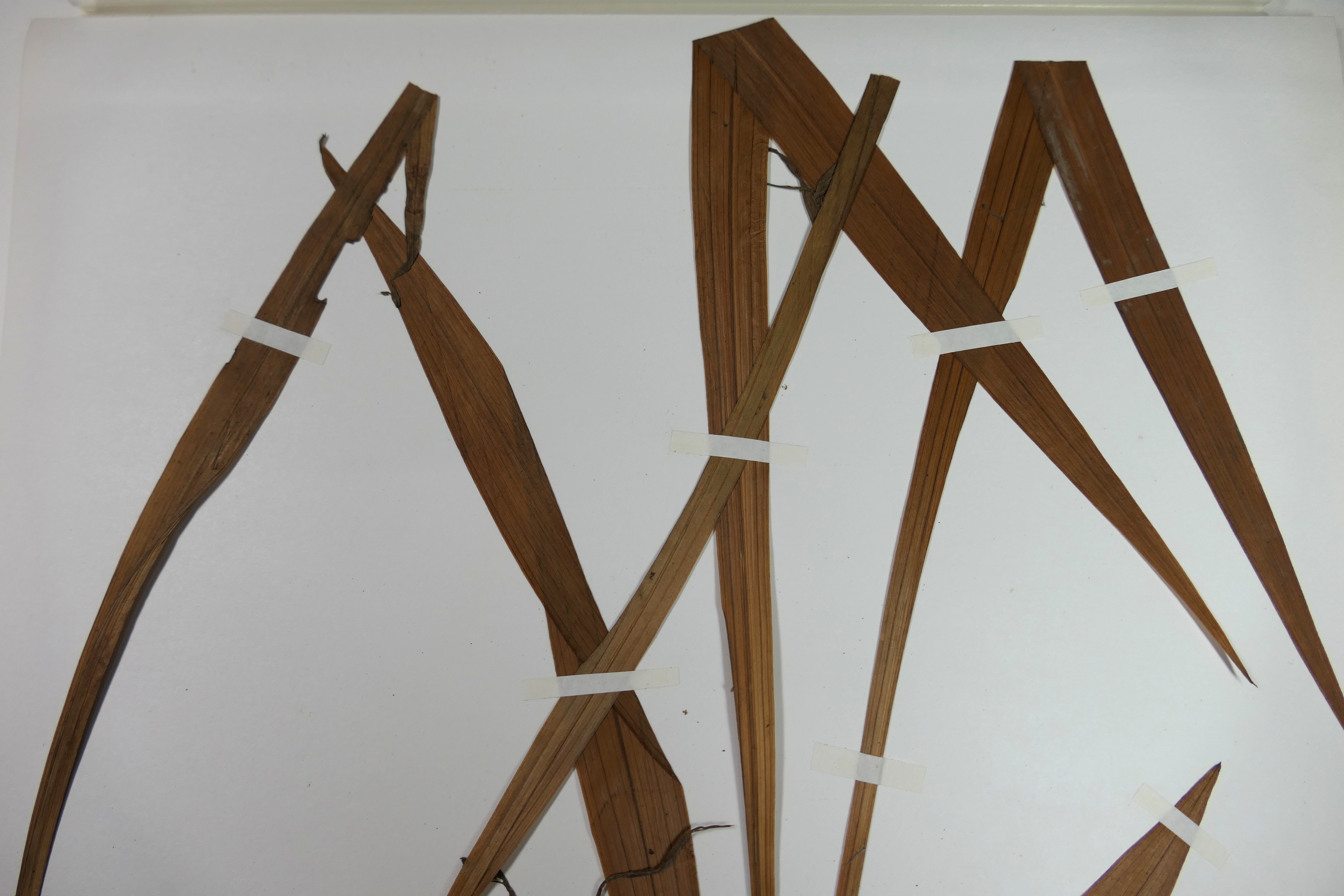 画像：キジカクシ科（ユリ科） キチジョウソウ