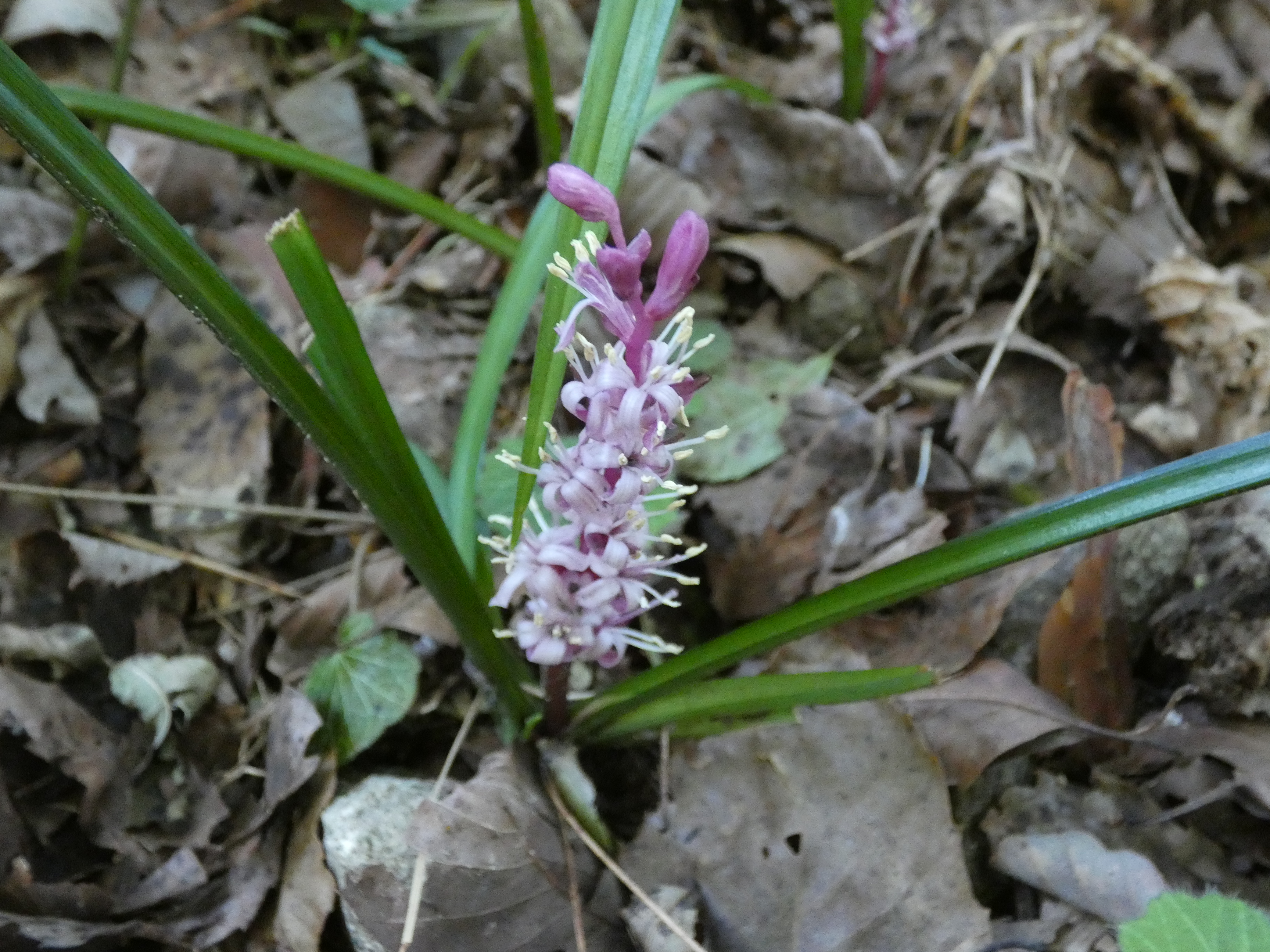 画像：キジカクシ科（ユリ科） キチジョウソウ