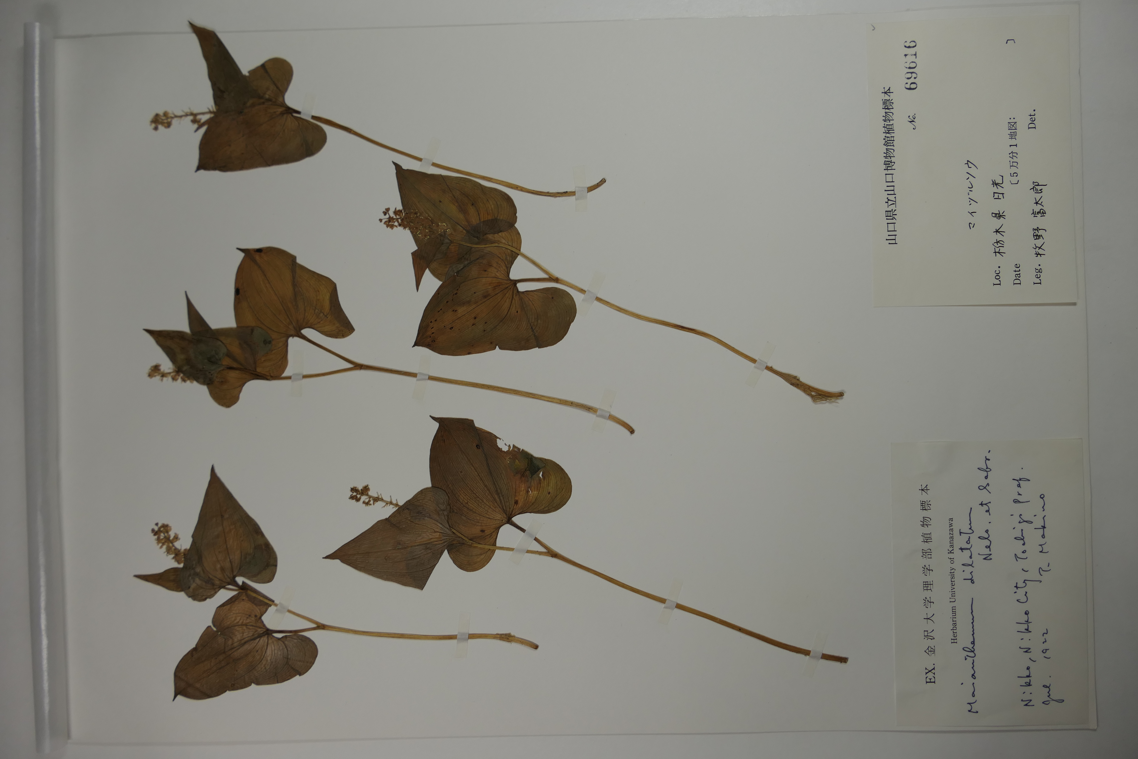 画像：キジカクシ科（ユリ科）マイヅルソウ