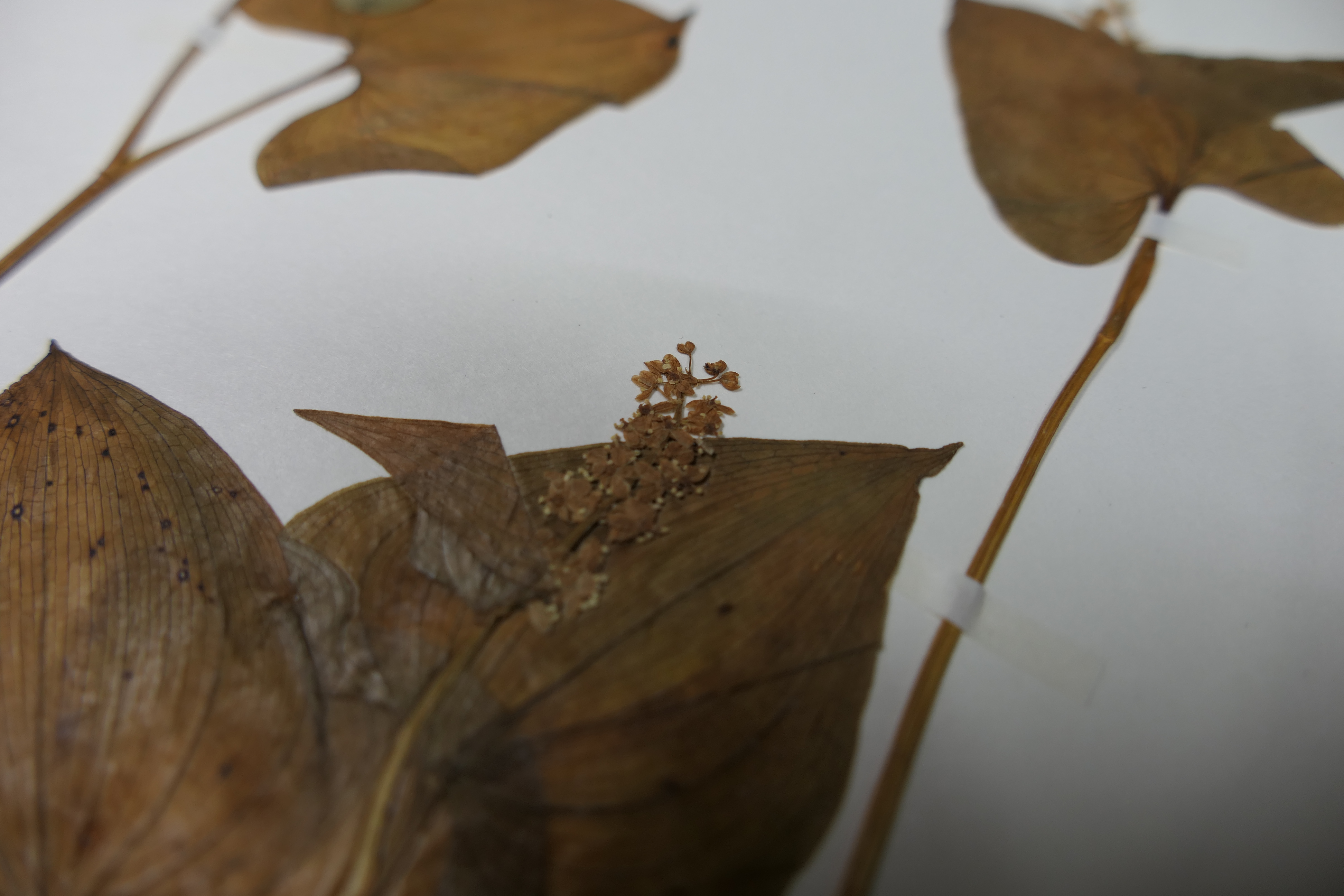 画像：キジカクシ科（ユリ科）マイヅルソウ