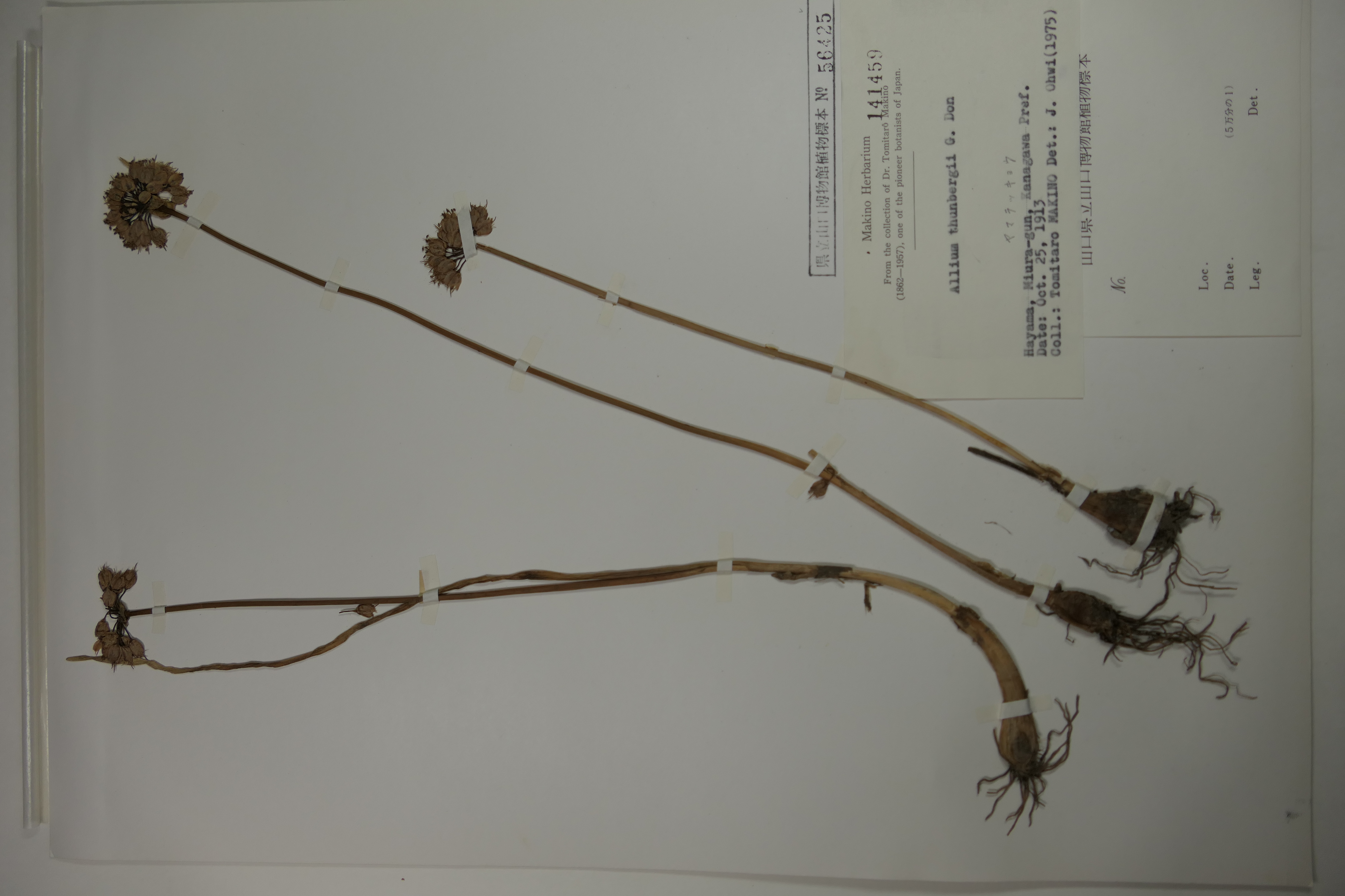 画像：ネギ科（ユリ科） ヤマラッキョウ