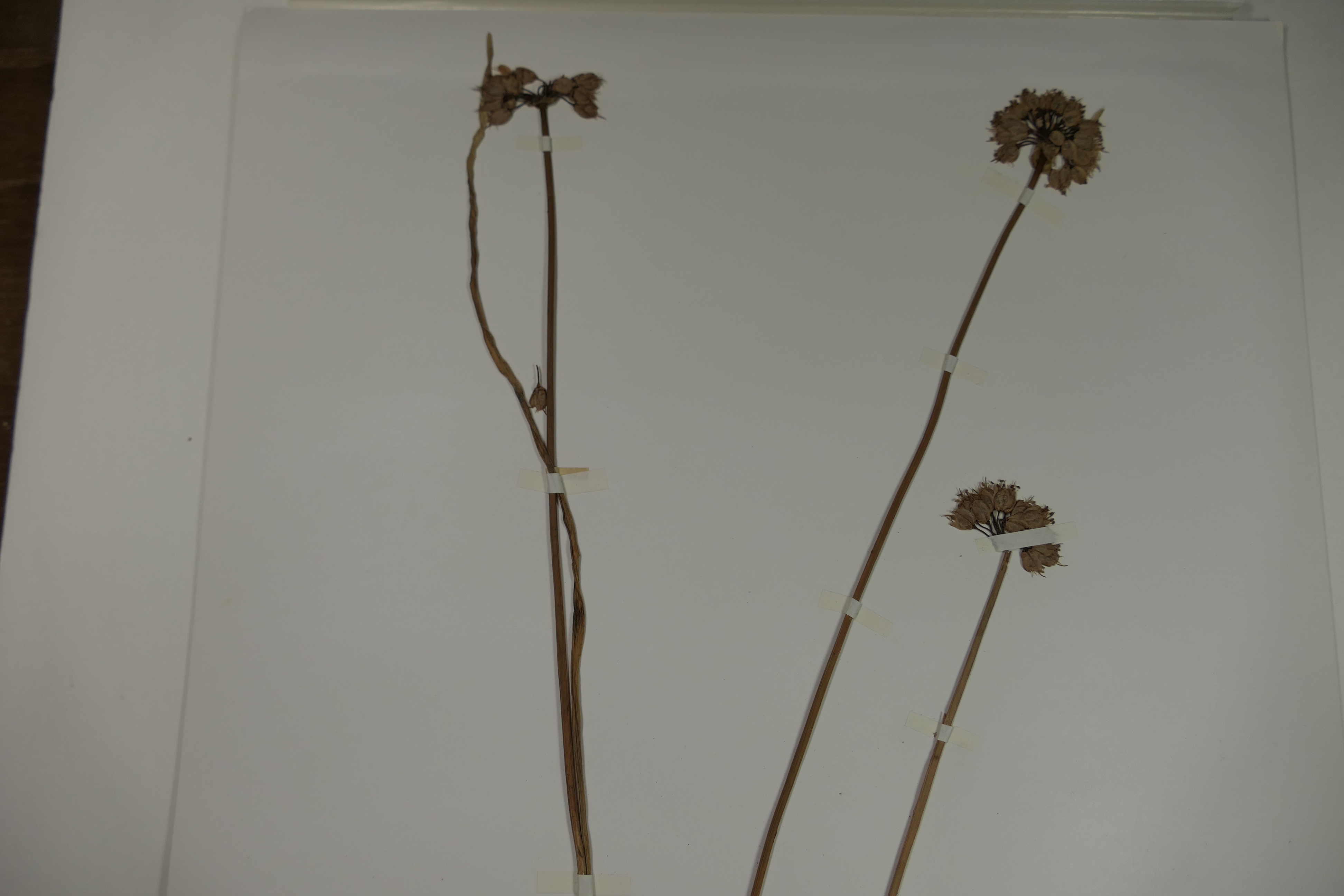 画像：ネギ科（ユリ科）ヤマラッキョウ