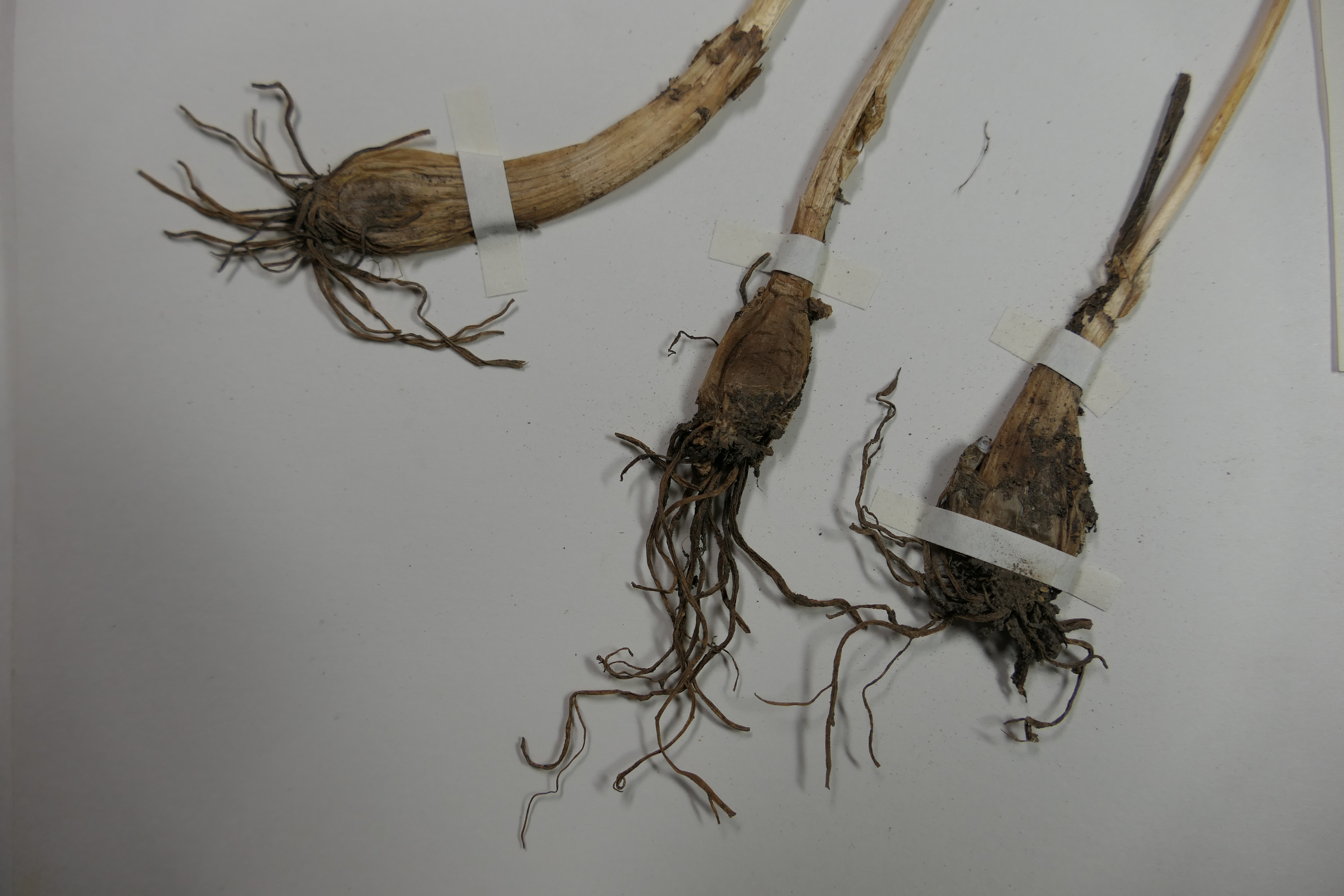 画像：ネギ科（ユリ科）ヤマラッキョウ