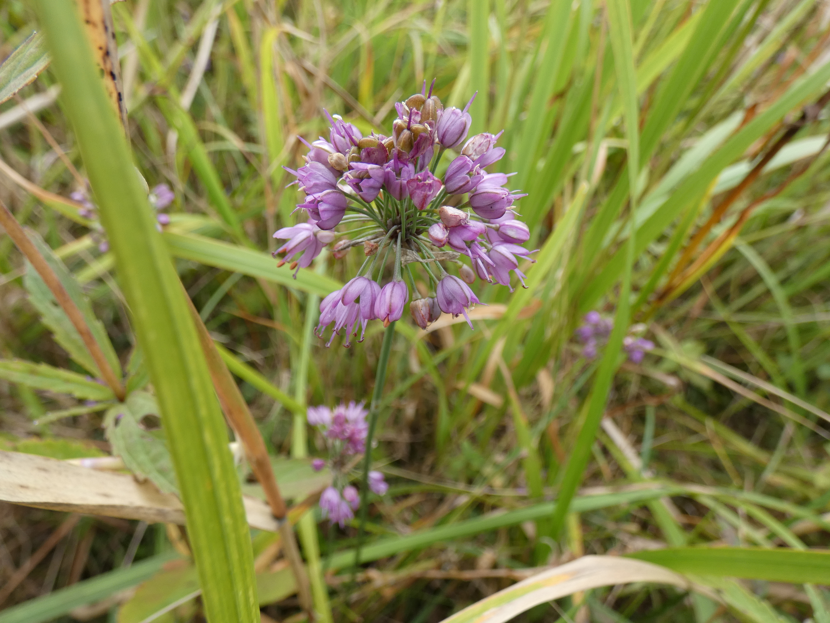 画像：ネギ科（ユリ科）ヤマラッキョウ