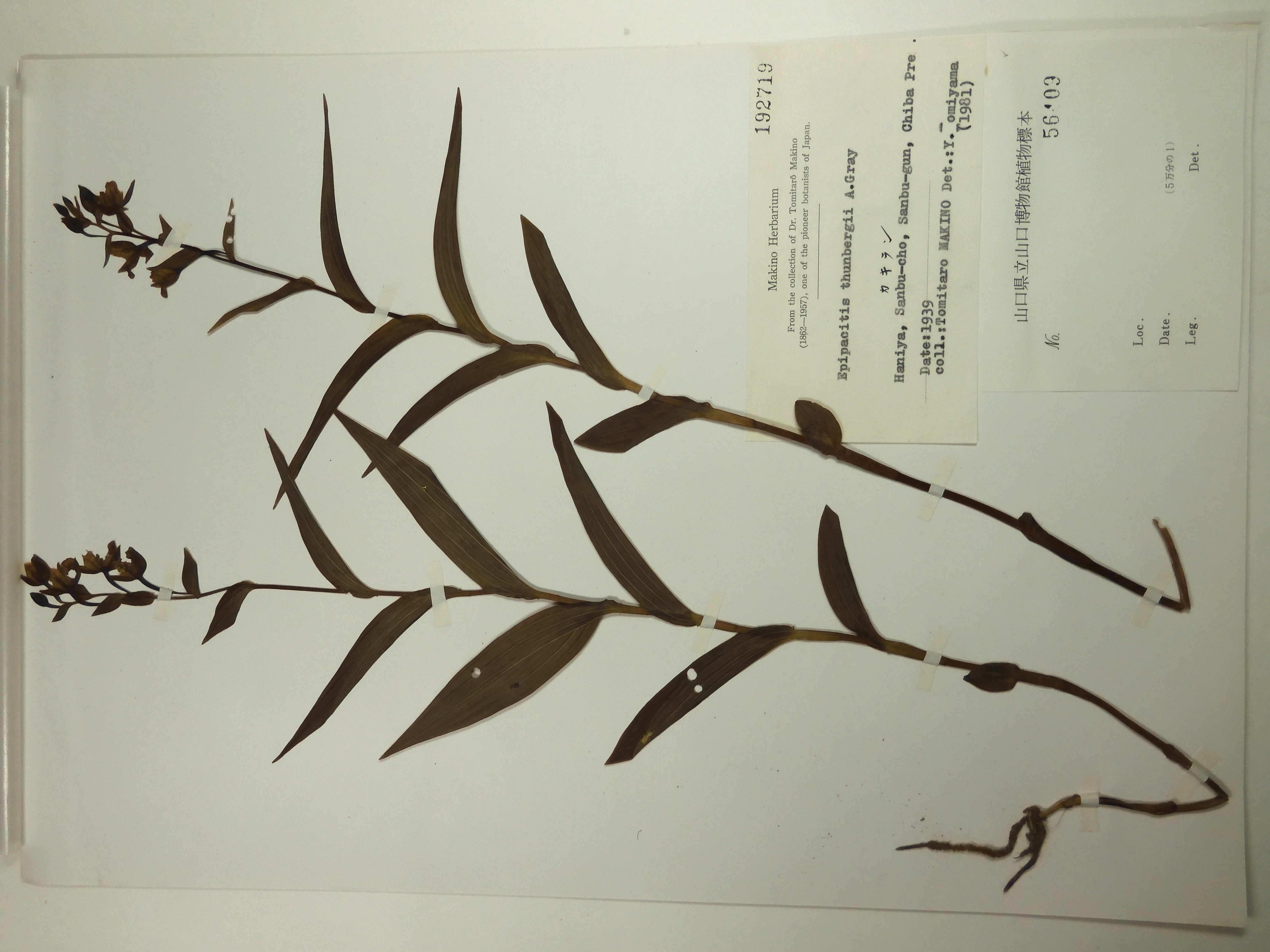 画像：ラン科 カキラン