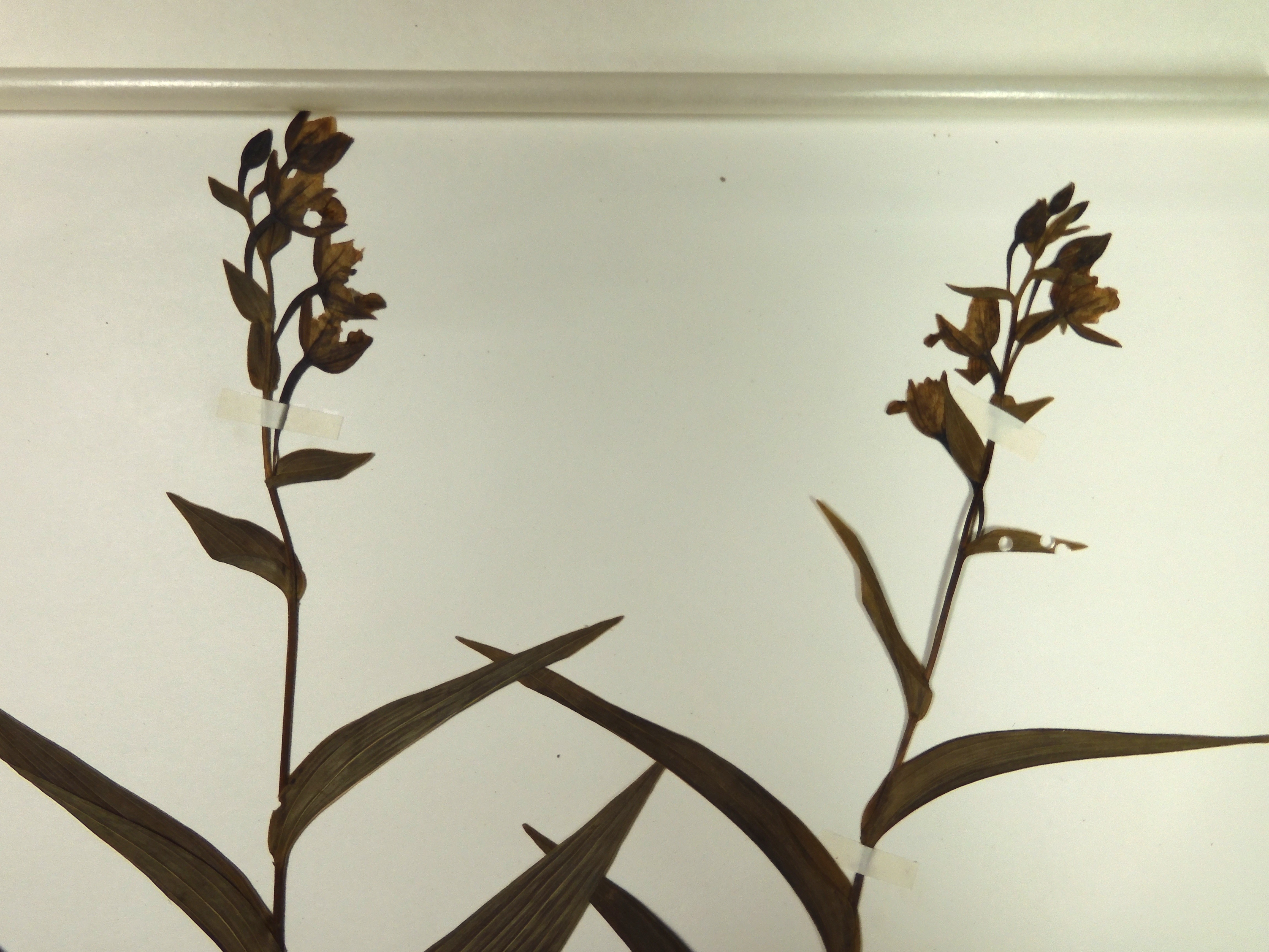 画像：ラン科 カキラン