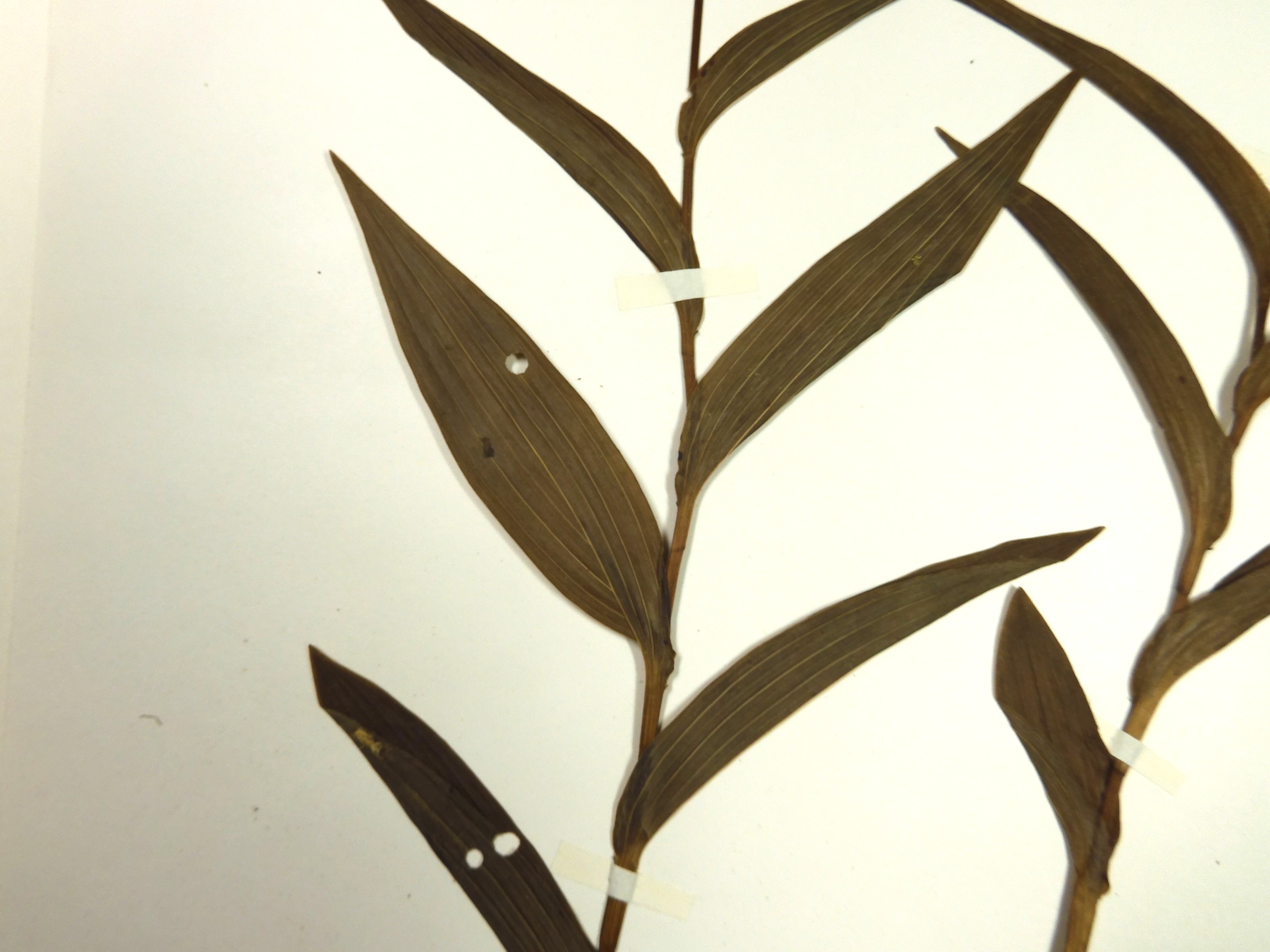 画像：ラン科 カキラン