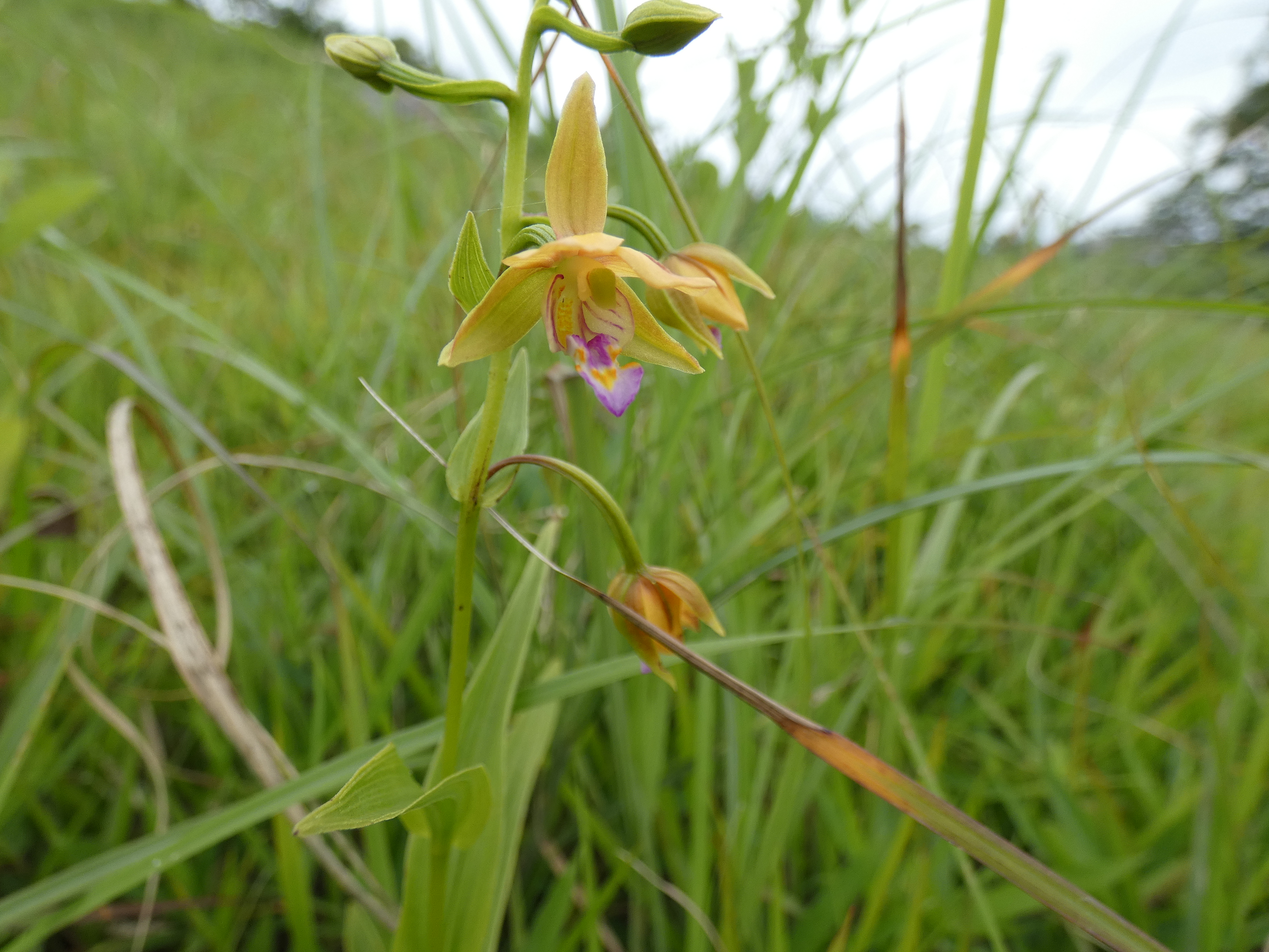 画像：ラン科 カキラン