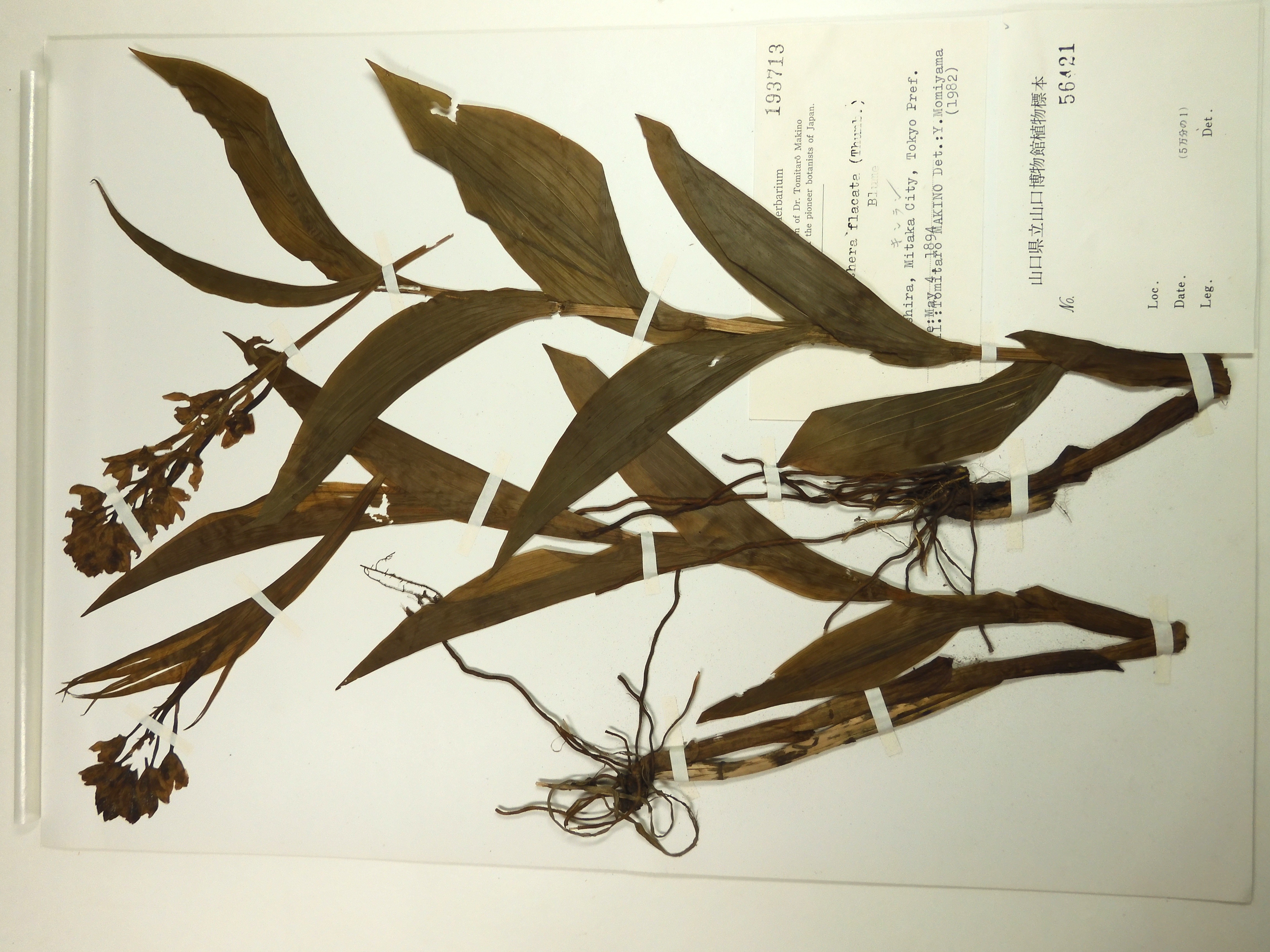 画像：ラン科 キンラン