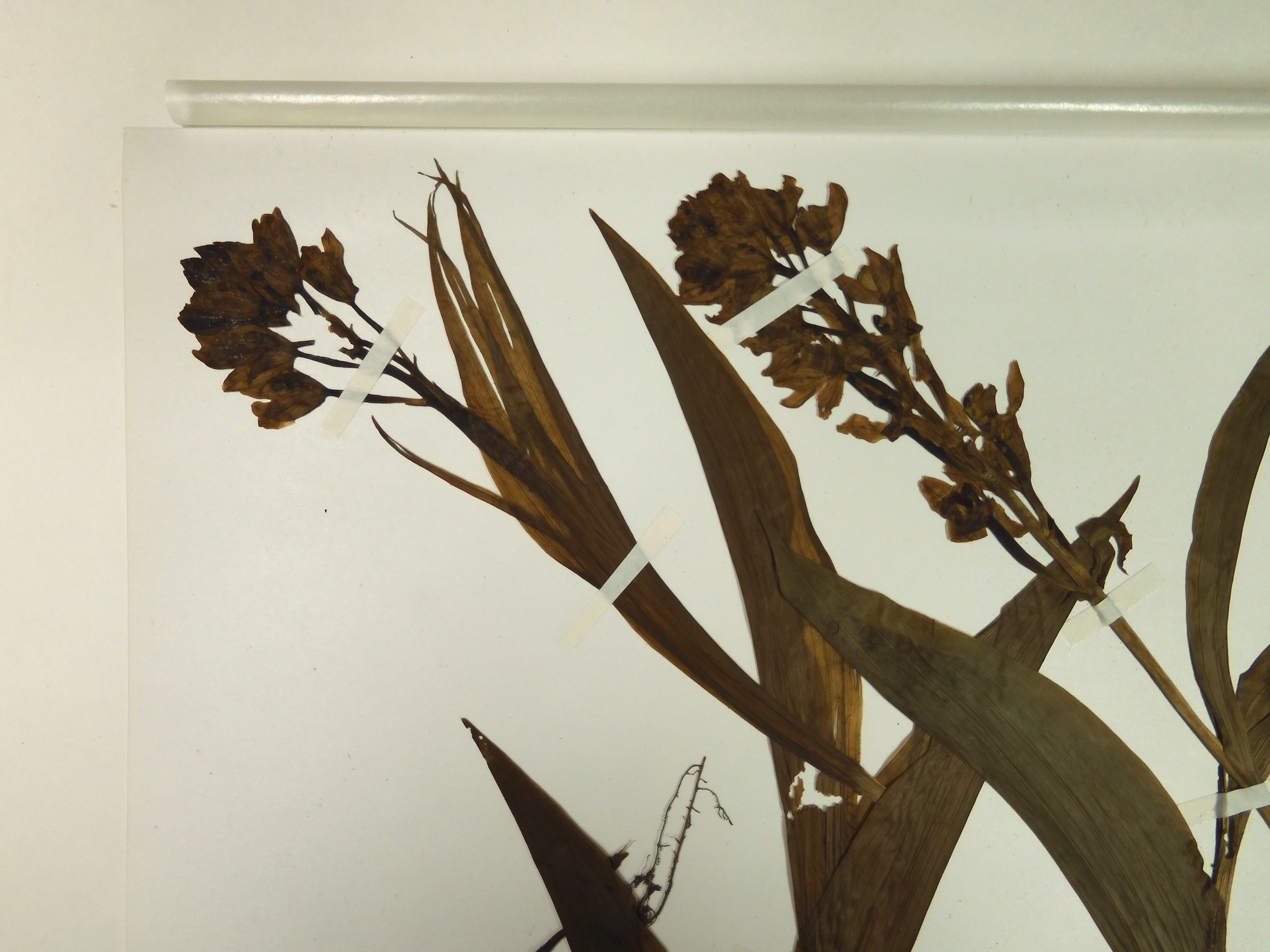 画像：ラン科 キンラン