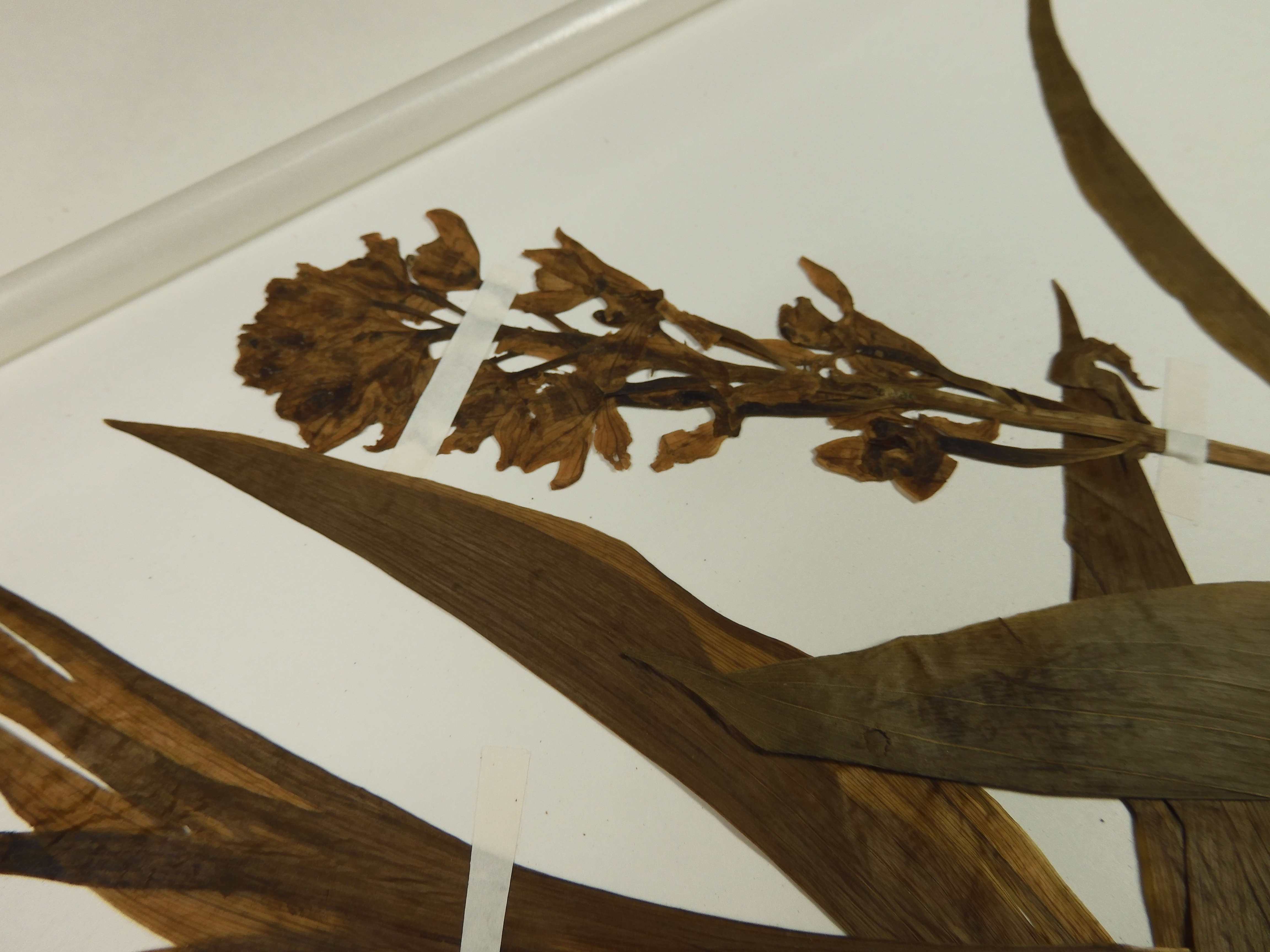 画像：ラン科 キンラン