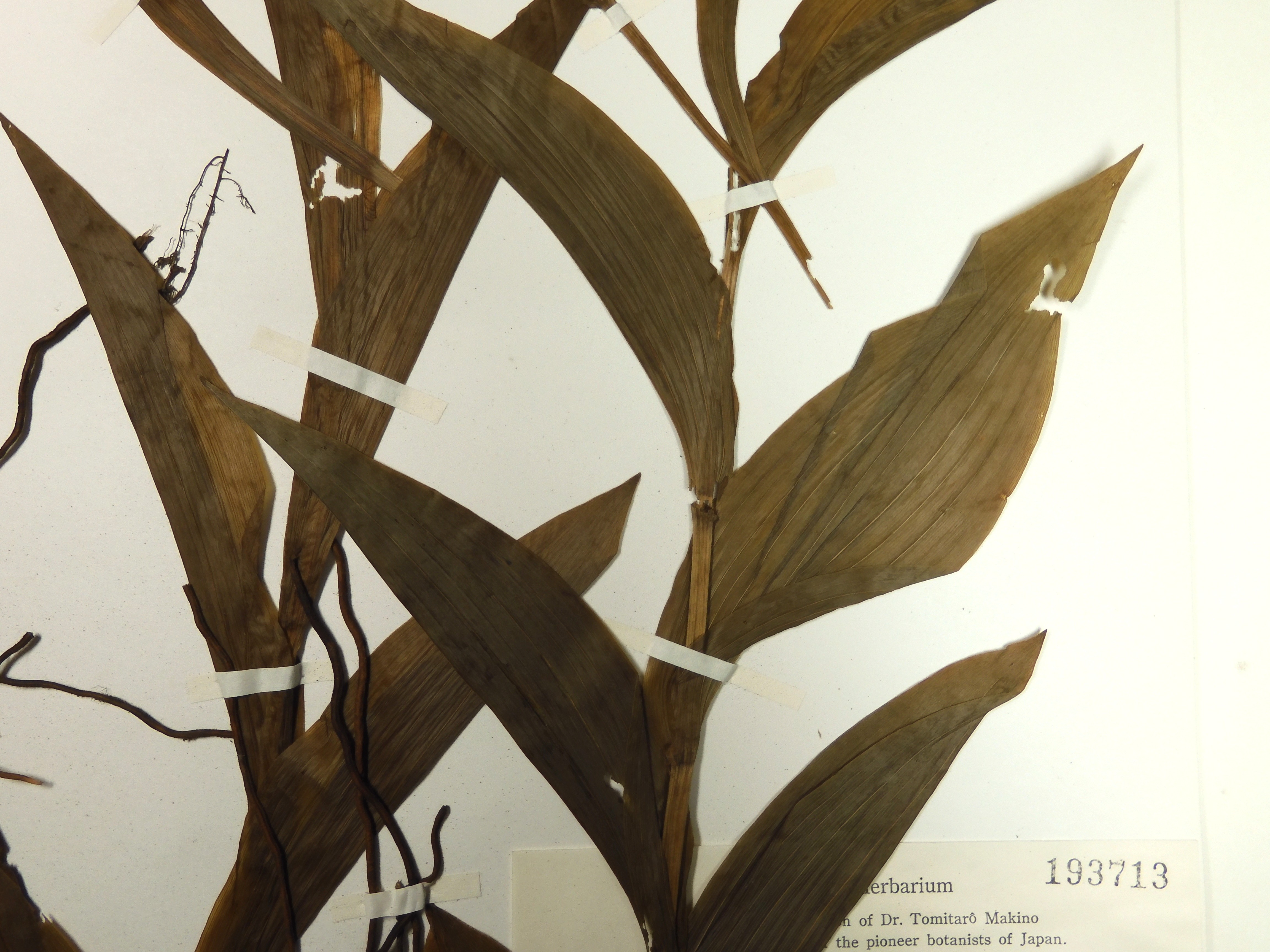 画像：ラン科 キンラン