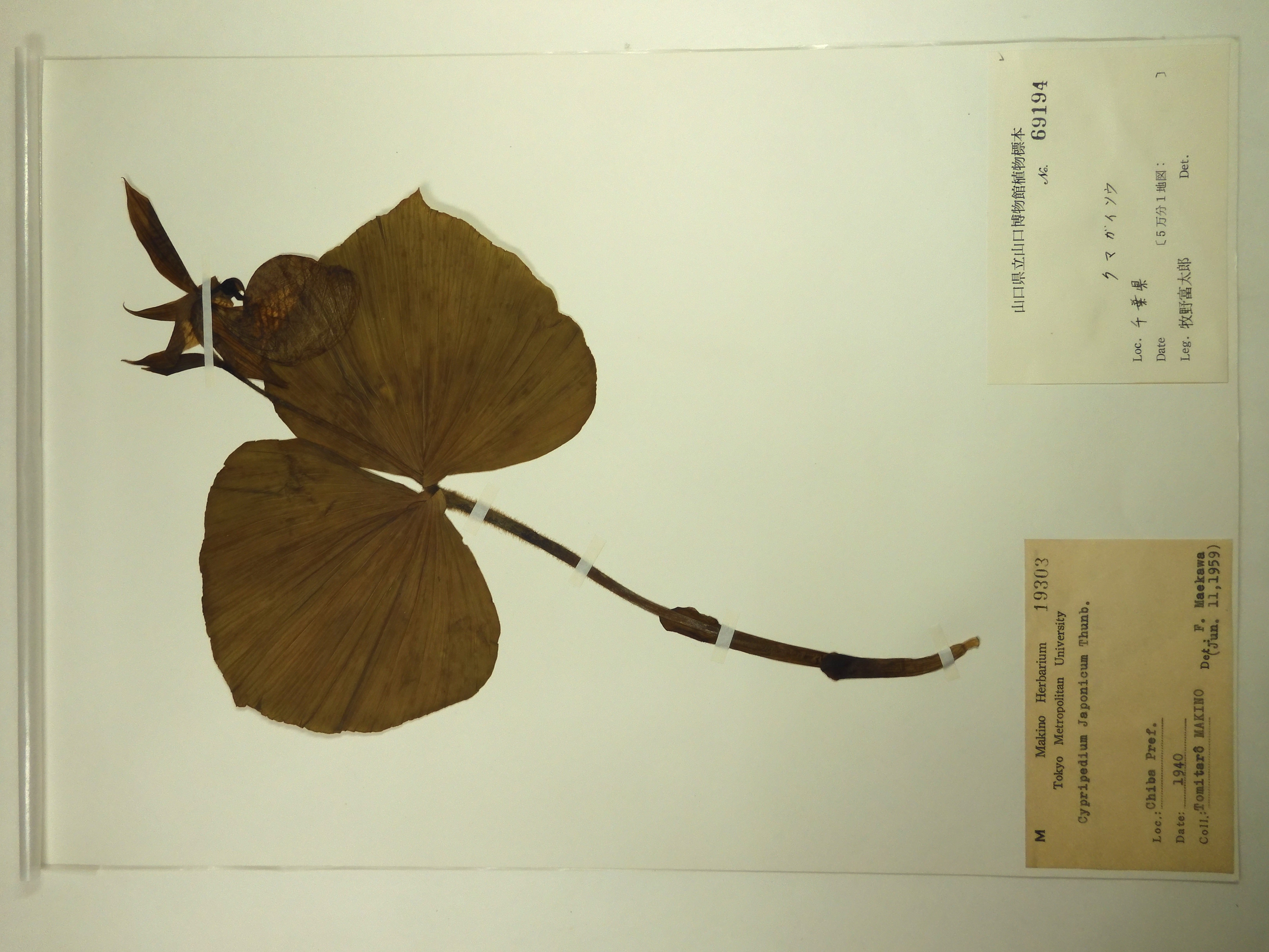 画像：ラン科 クマガイソウ